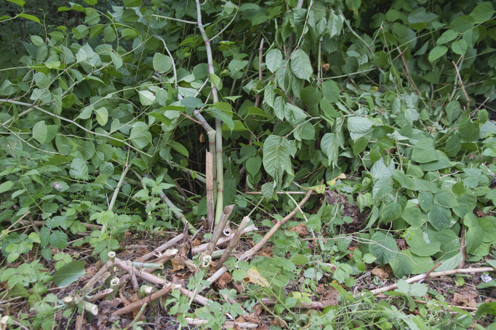 Japanese knotweed is extremely invasive and very difficult and costly to get rid of.