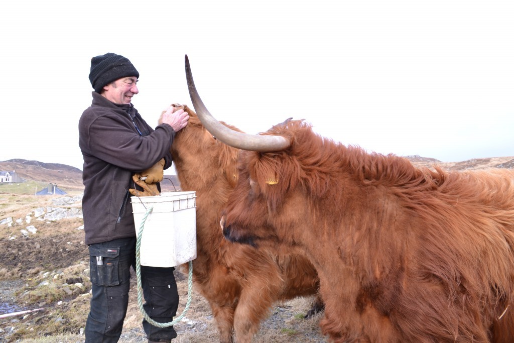 Sandy tends to his cows (Jane Handa / BBC)