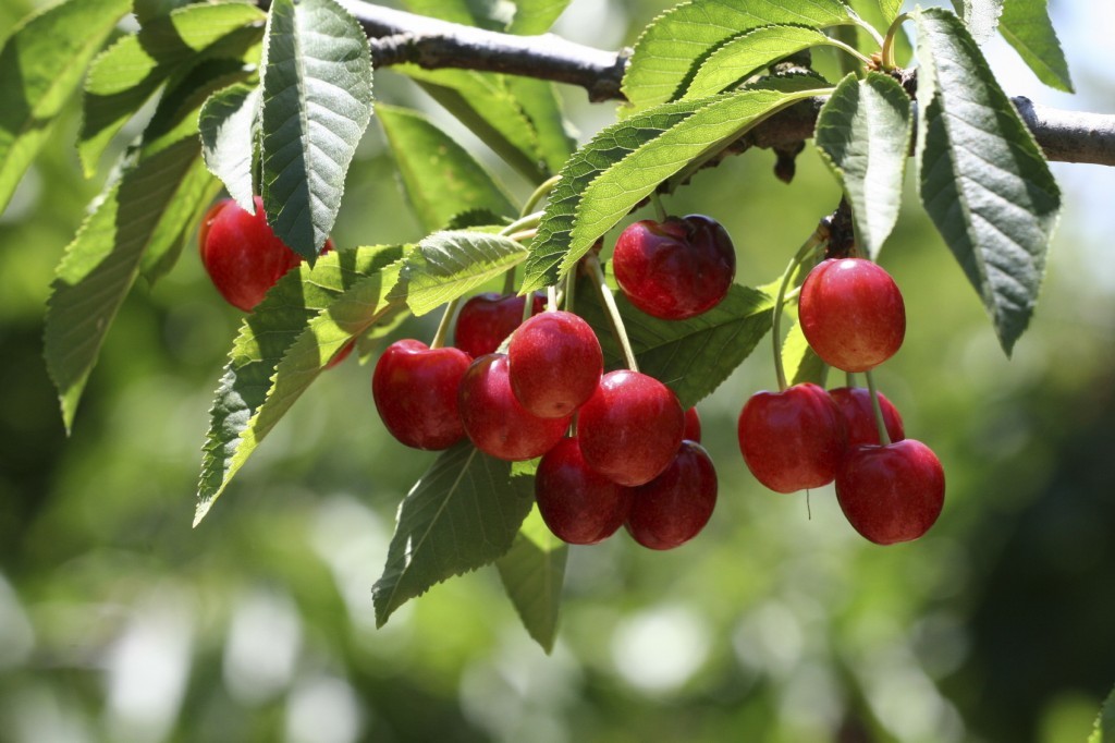 In Your Garden Have your pick of the best cherry trees The Sunday Post