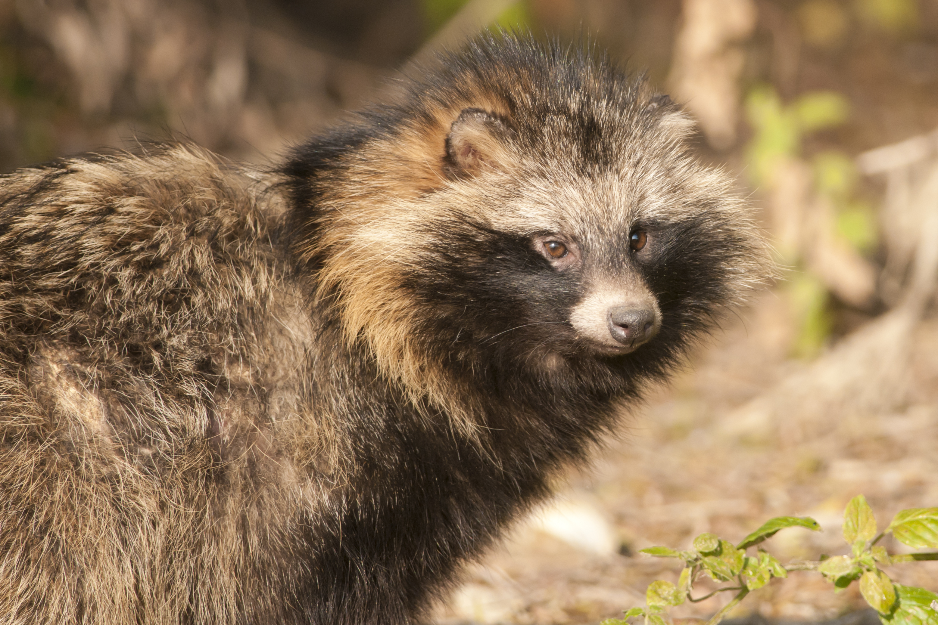 The Racoon Dog (ILIUTA GOEAN)