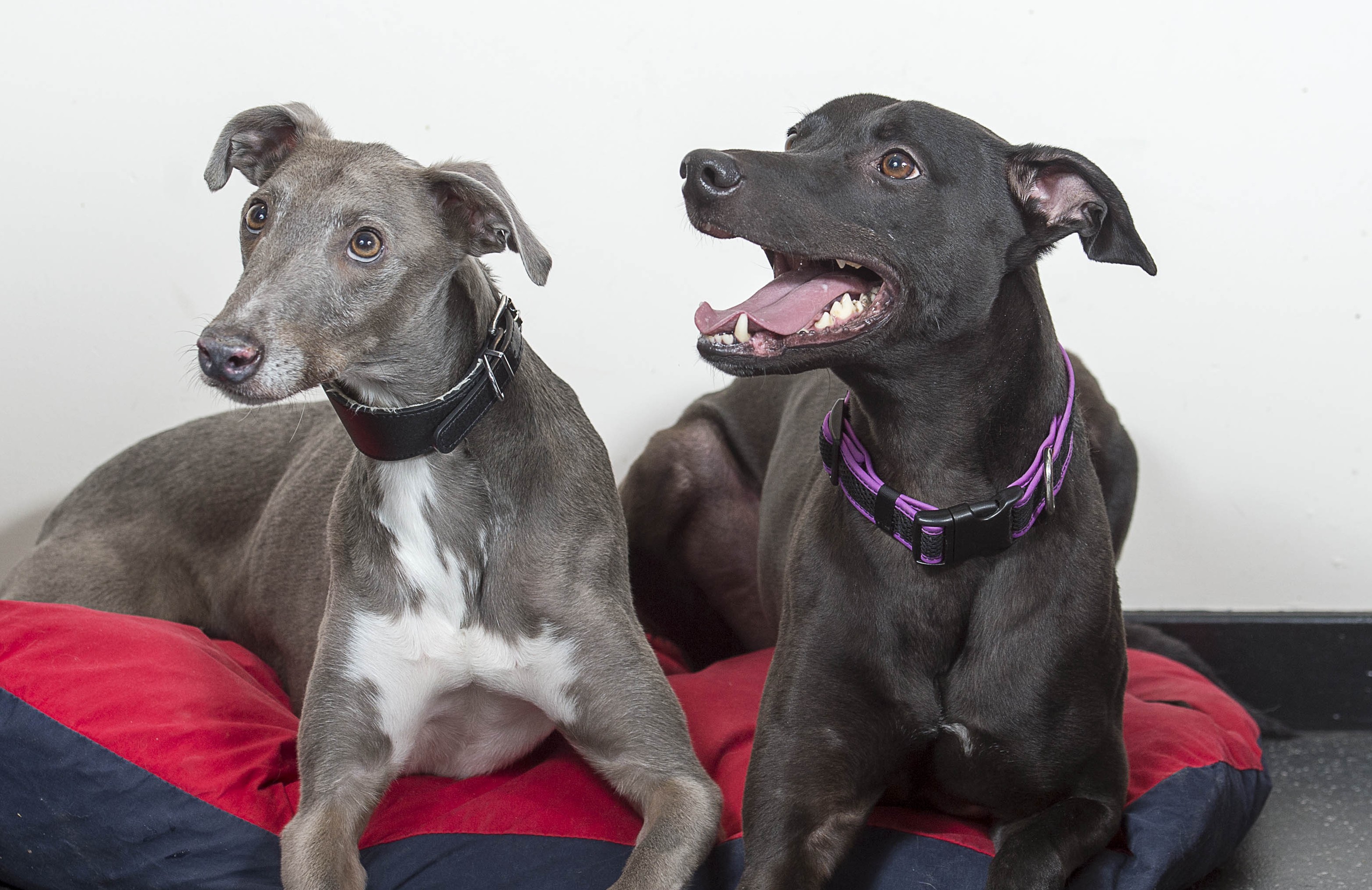 Dogs Doug and Eddie at SSPCA Inverness (Trevor Martin)