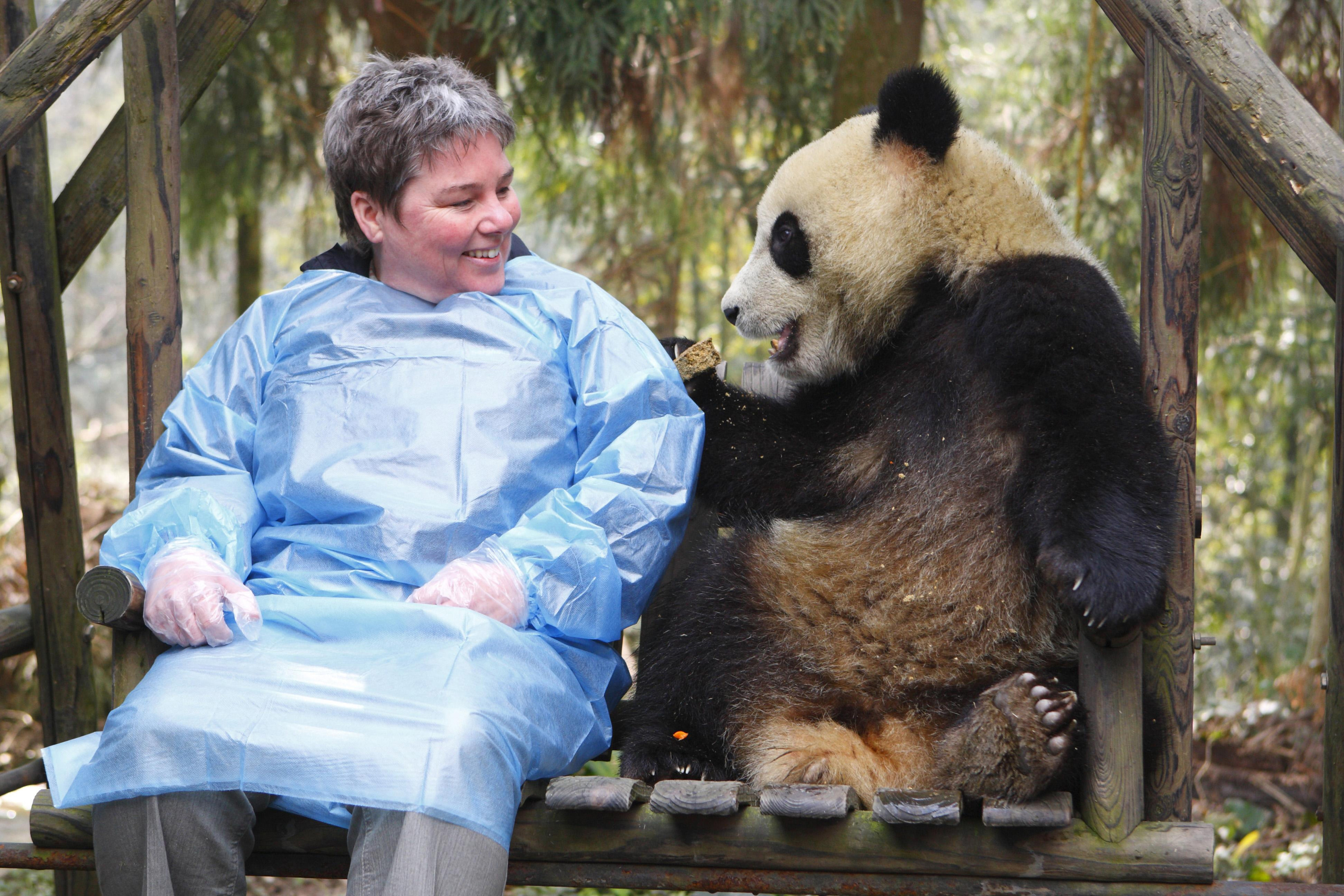 Alison MacLean, Team Leader of the Carnivore Section at Edinburgh Zoo, meets a young Giant Panda at the Bifengxia Panda Centre near the city of Ya'an in Sichuan Province, China (PA)