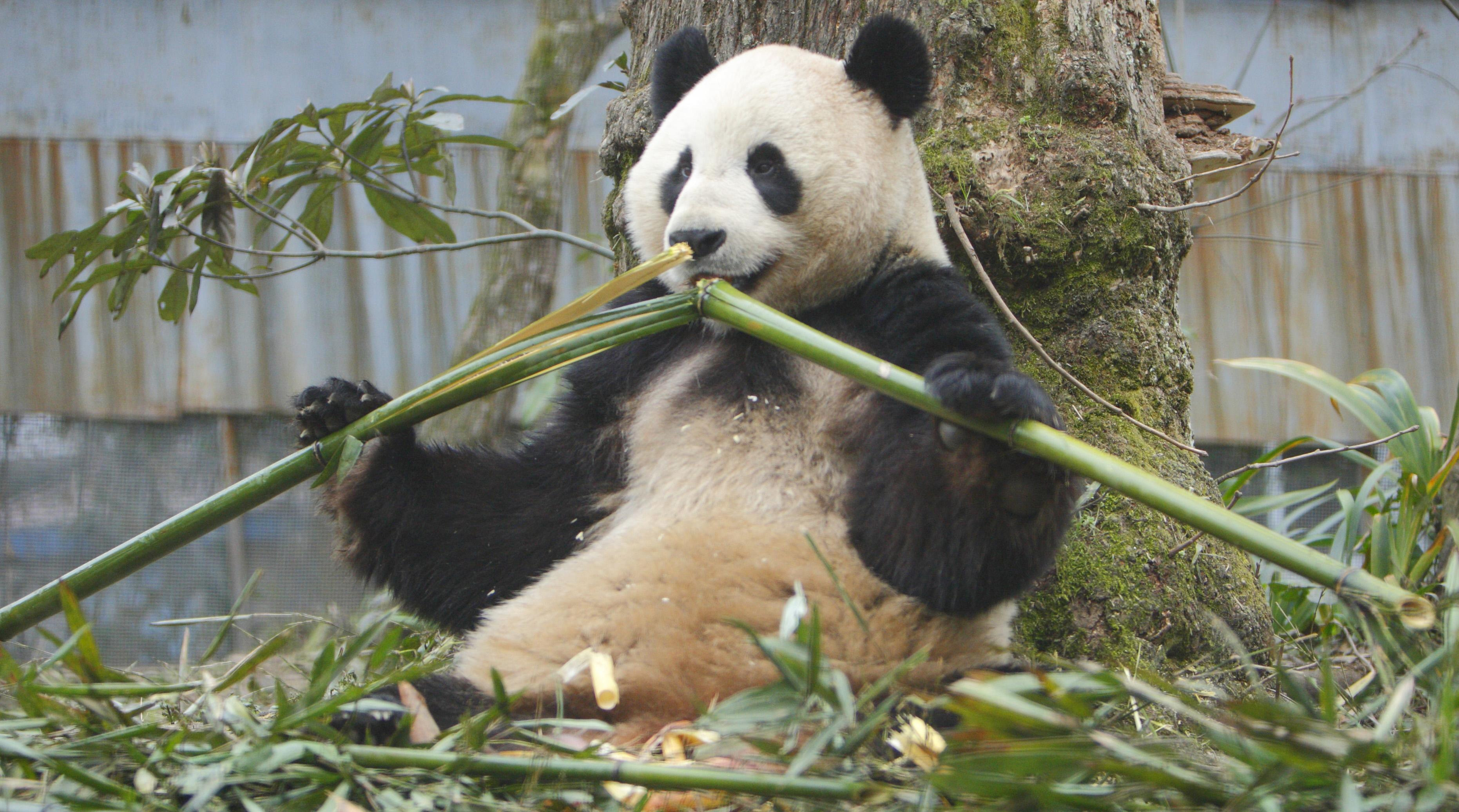 Yang Guang (male giant panta) (PA)