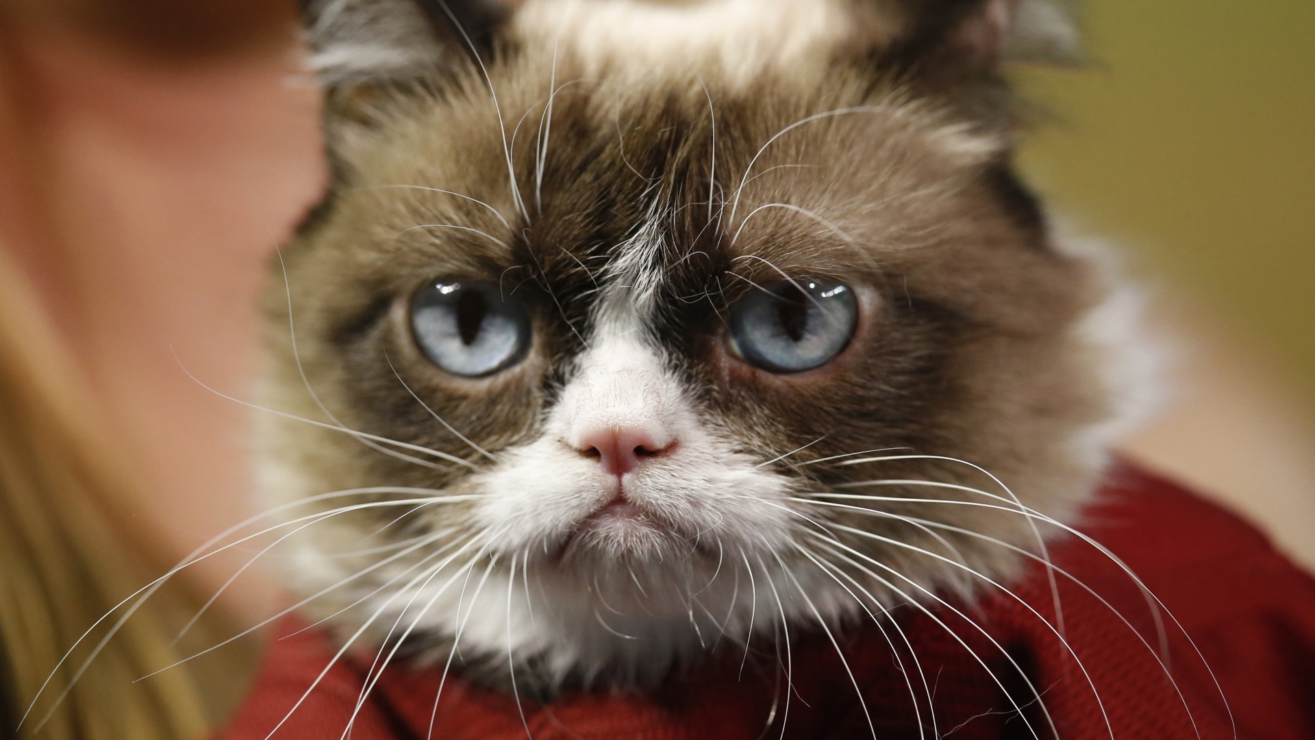 Grumpy Cat (PA)