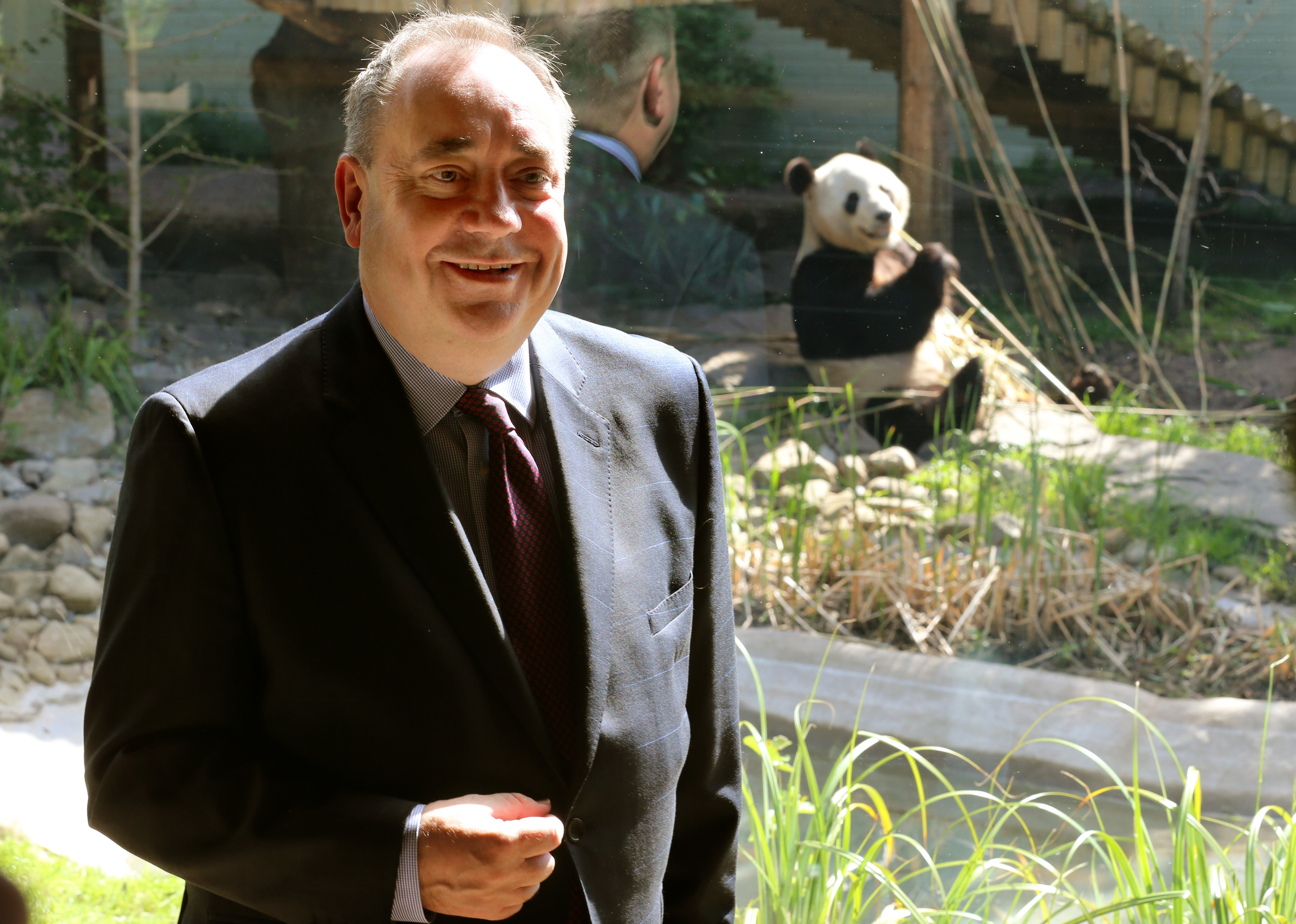 Alex Salmond at Edinburgh Zoo beside the male giant panda Yang Guang (PA)