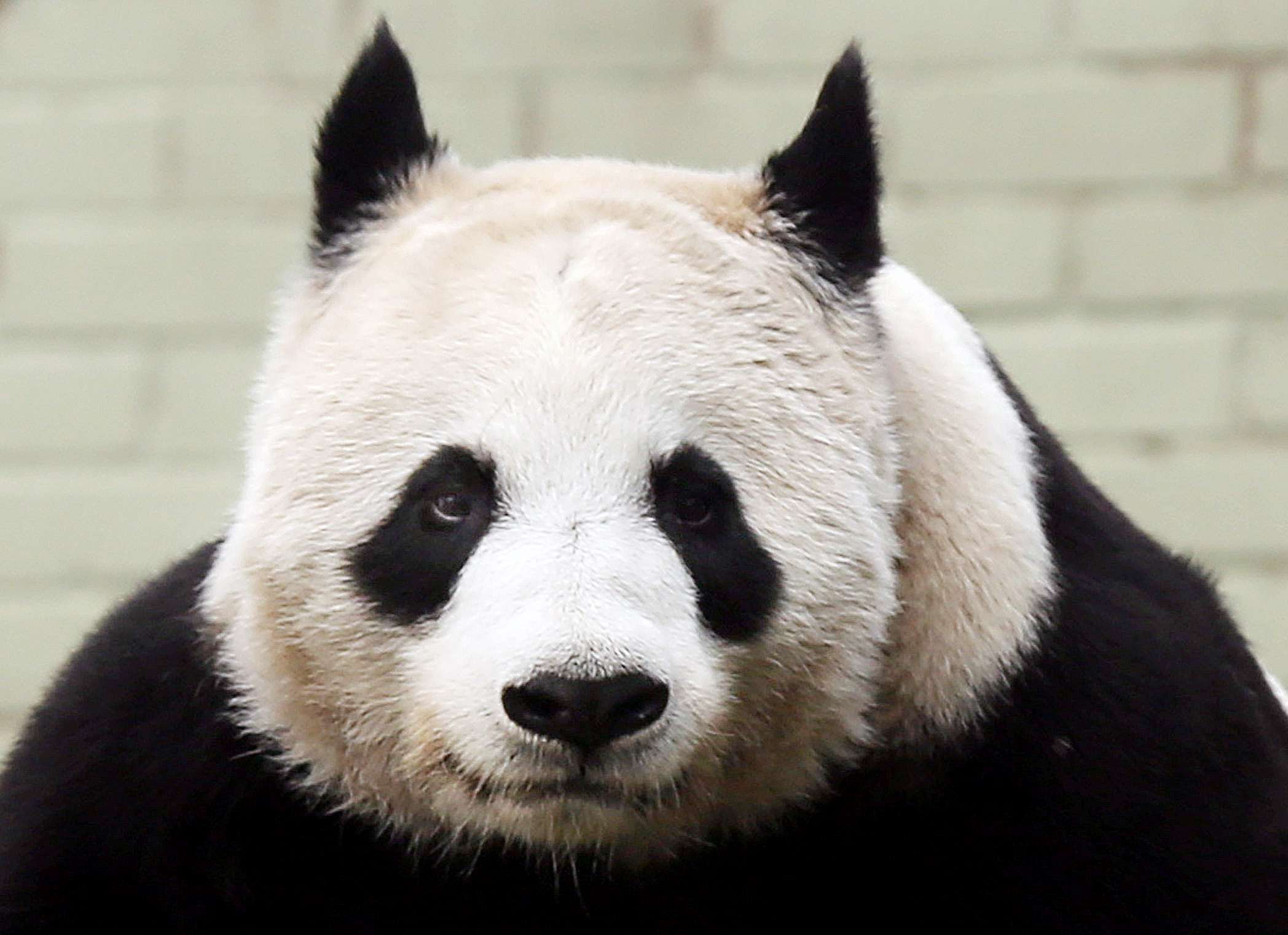 Tian Tian (female giant panda) (PA)