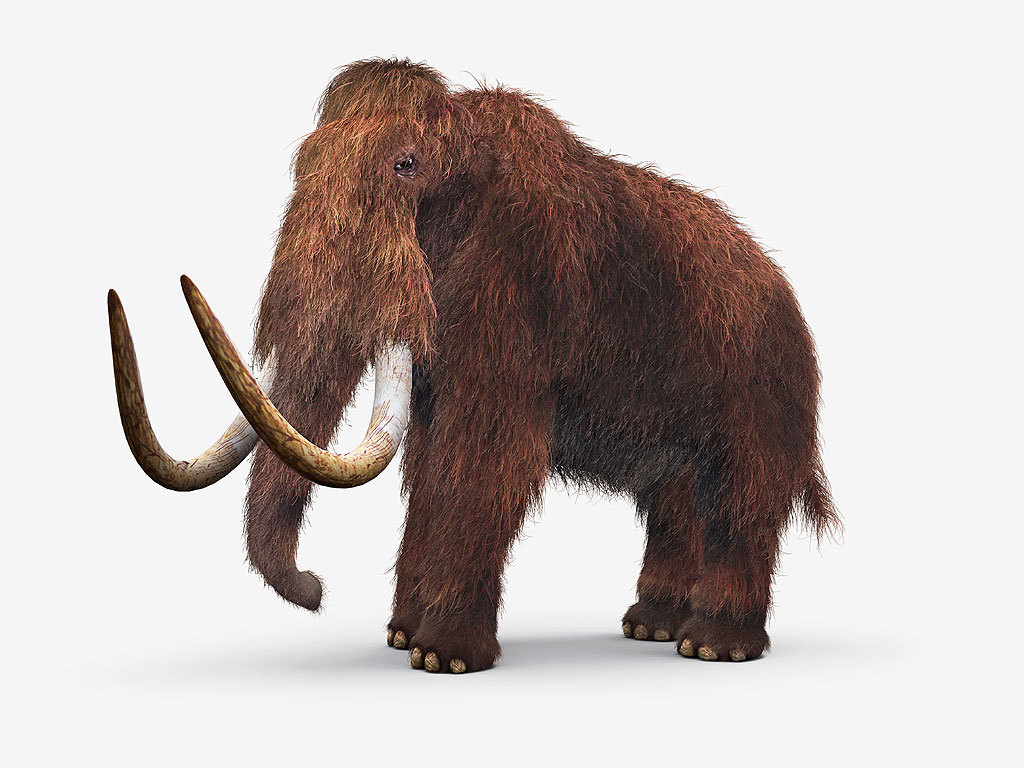 Wooly Mammoth