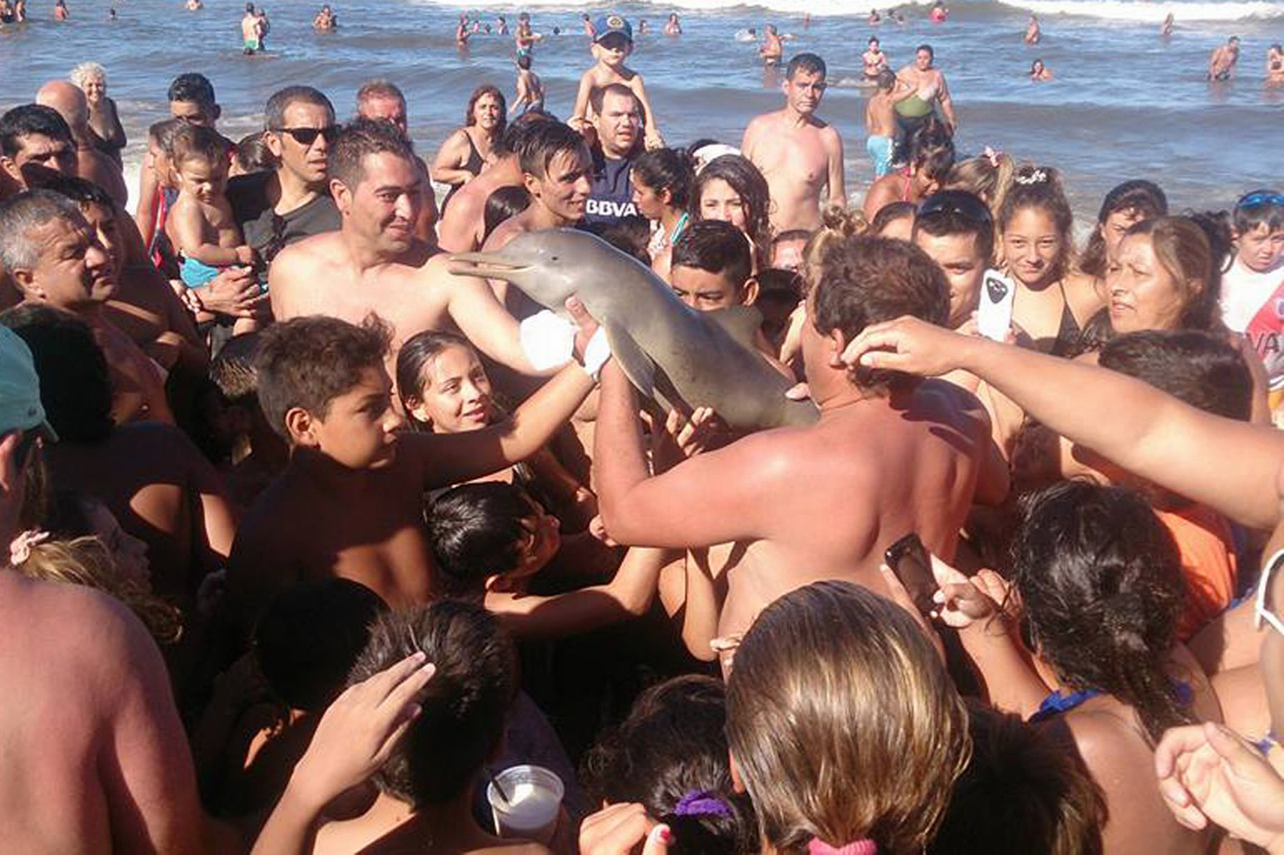 A baby dolphin died in Argentina after being plucked from the water to take pictures with