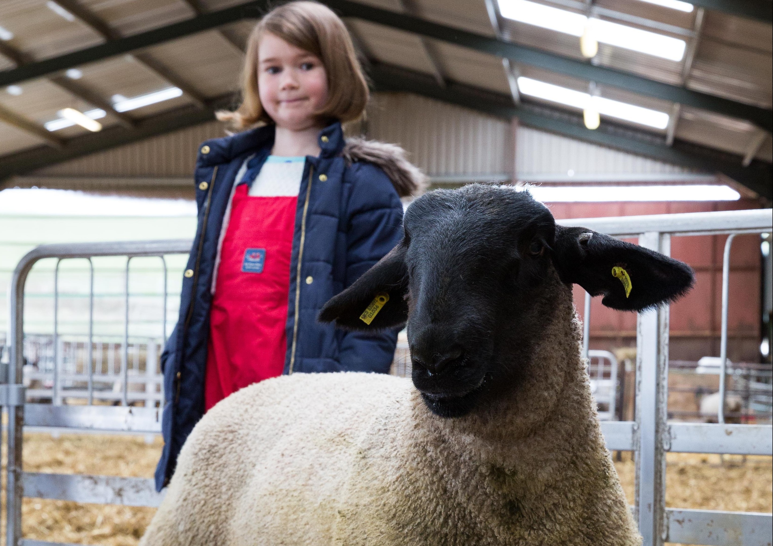 Laura Fowlie, 7, with the giant lamb (Ross Johnston/Newsline Media)