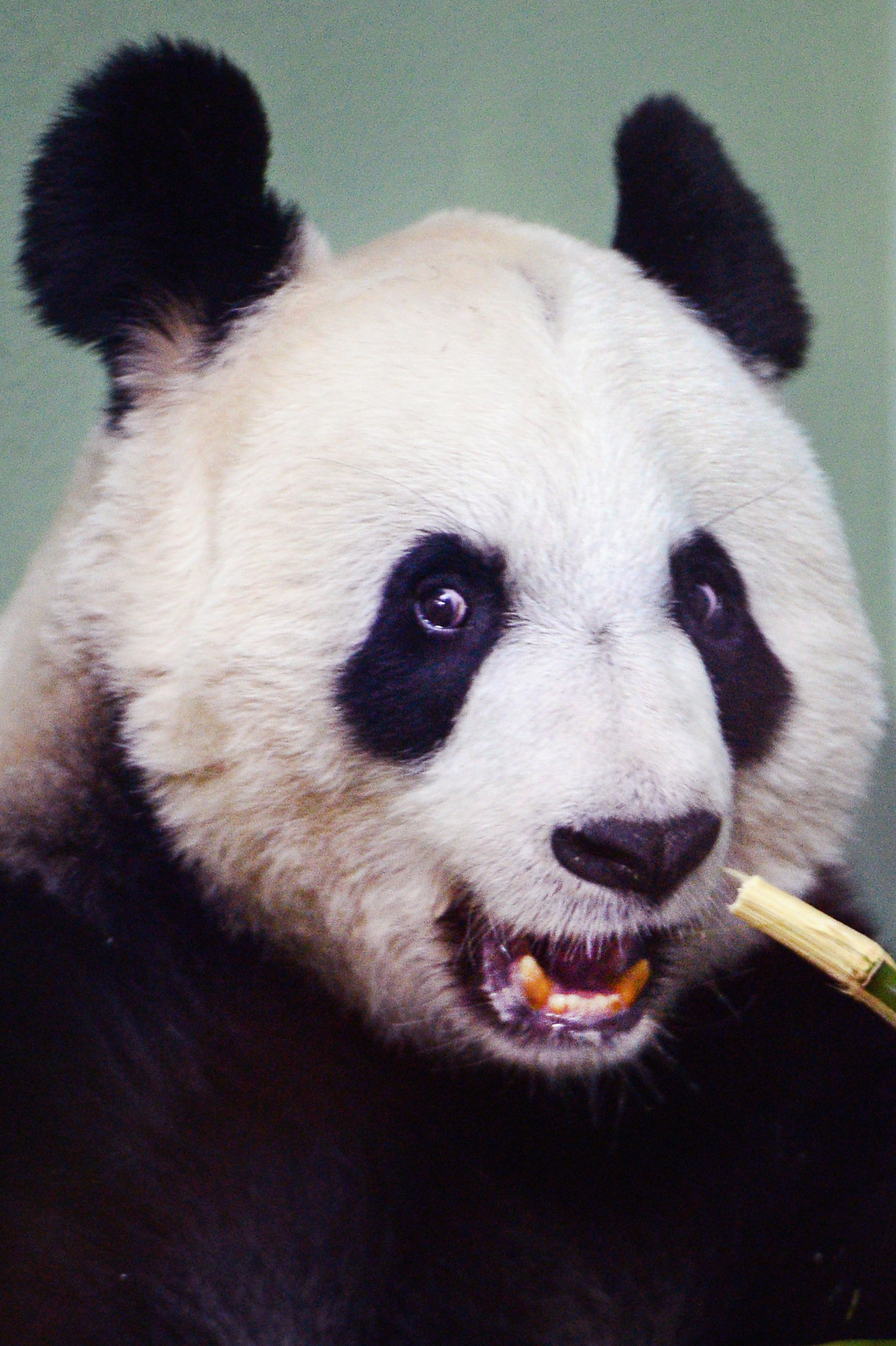 Tian Tian (female giant panda) (Jeff J Mitchell/Getty Images)