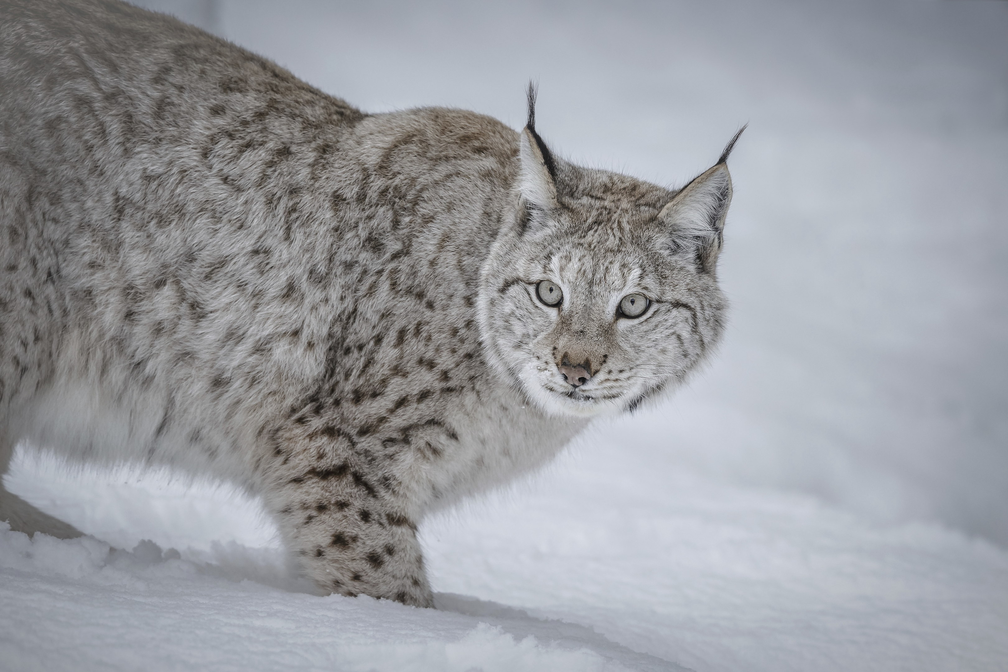 A European lynx (Neil Burton)