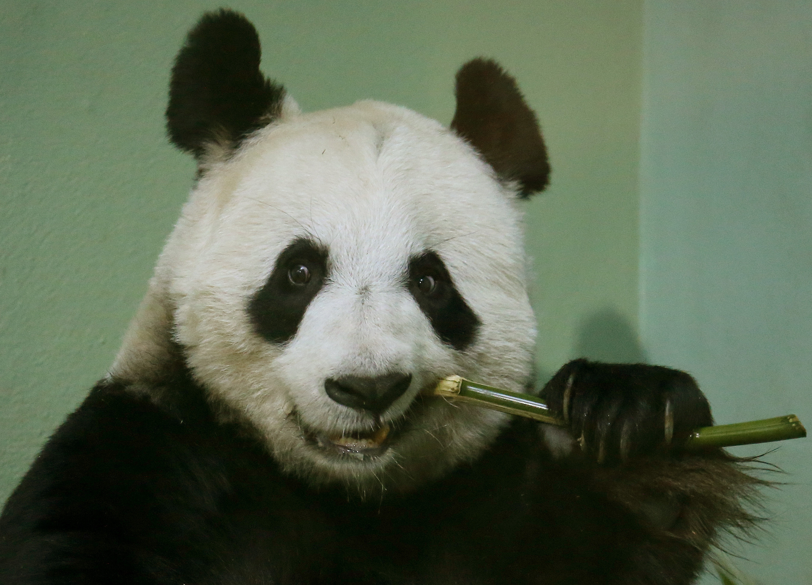 Tian Tian the female panda at Edinburgh Zoo (Andrew Milligan/PA)