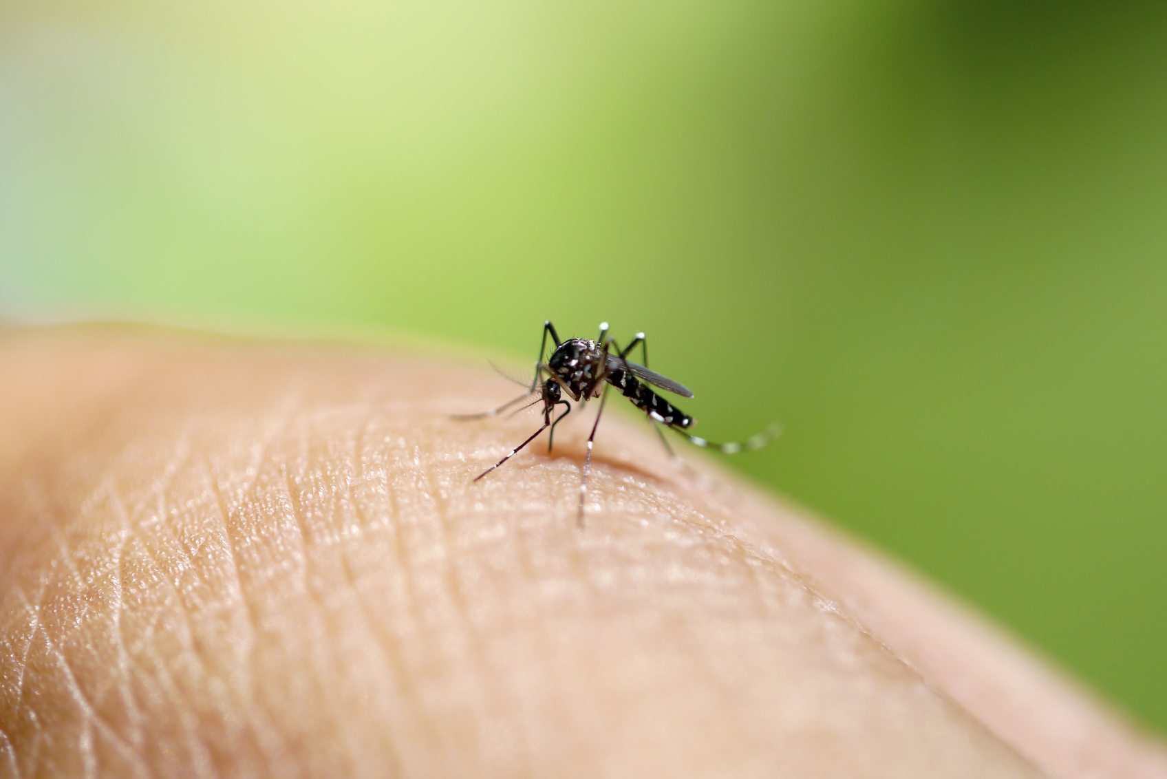 Aedes mosquito sucking blood