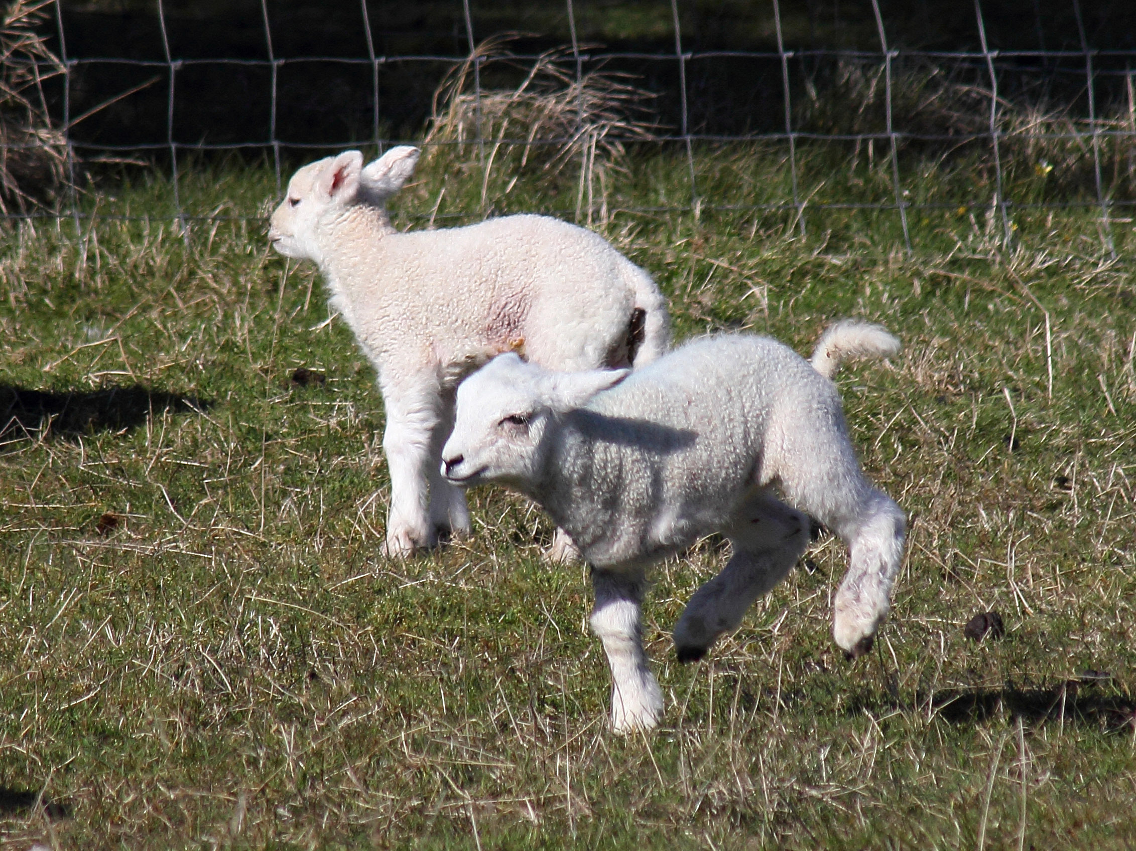 Tripod, the three legged lamb from Skye (Gordon Willoughby)