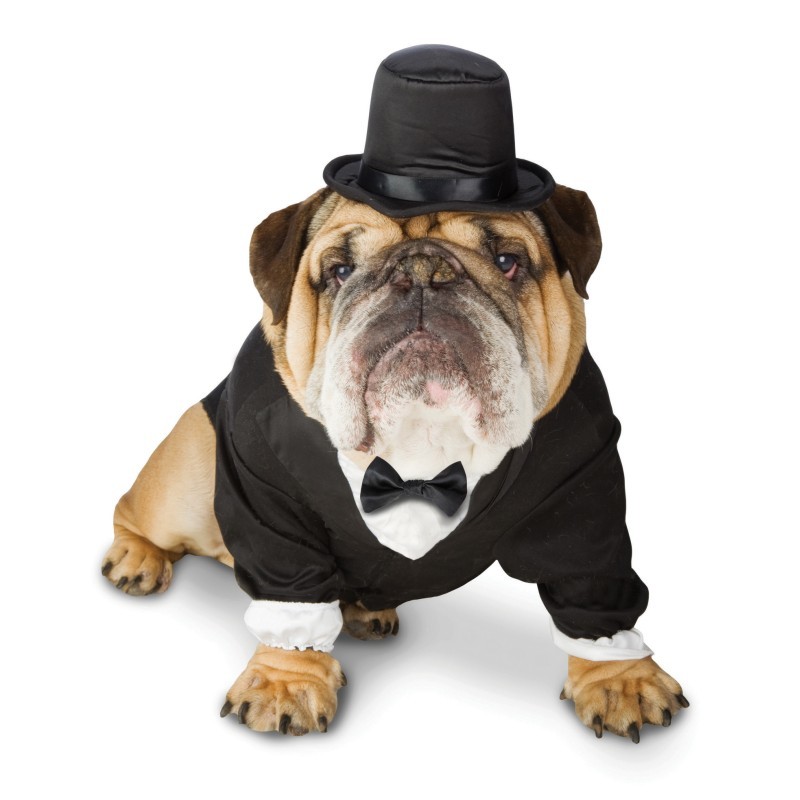 black-dog-tuxedo-with-top-hat-black-dog-tuxedo-costume-best-dogs-as-pets.jpg