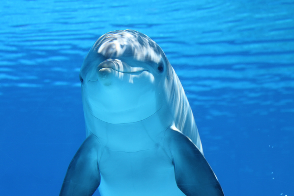 dolphin-marineland-majorca-2