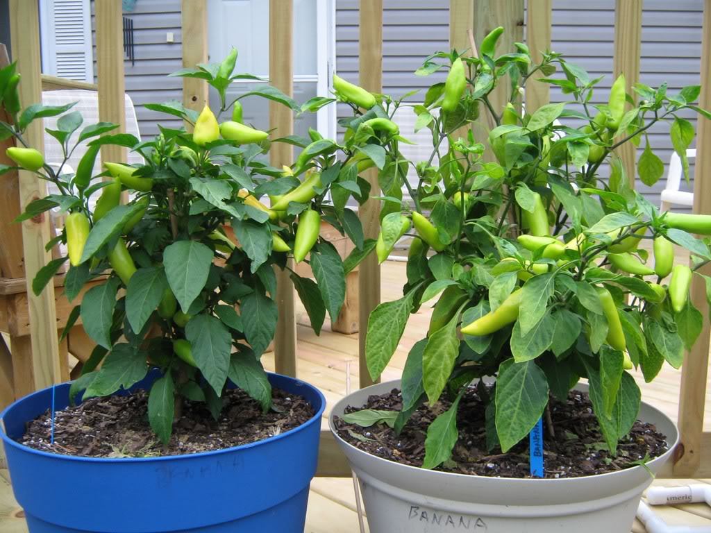 Growing Padron peppers