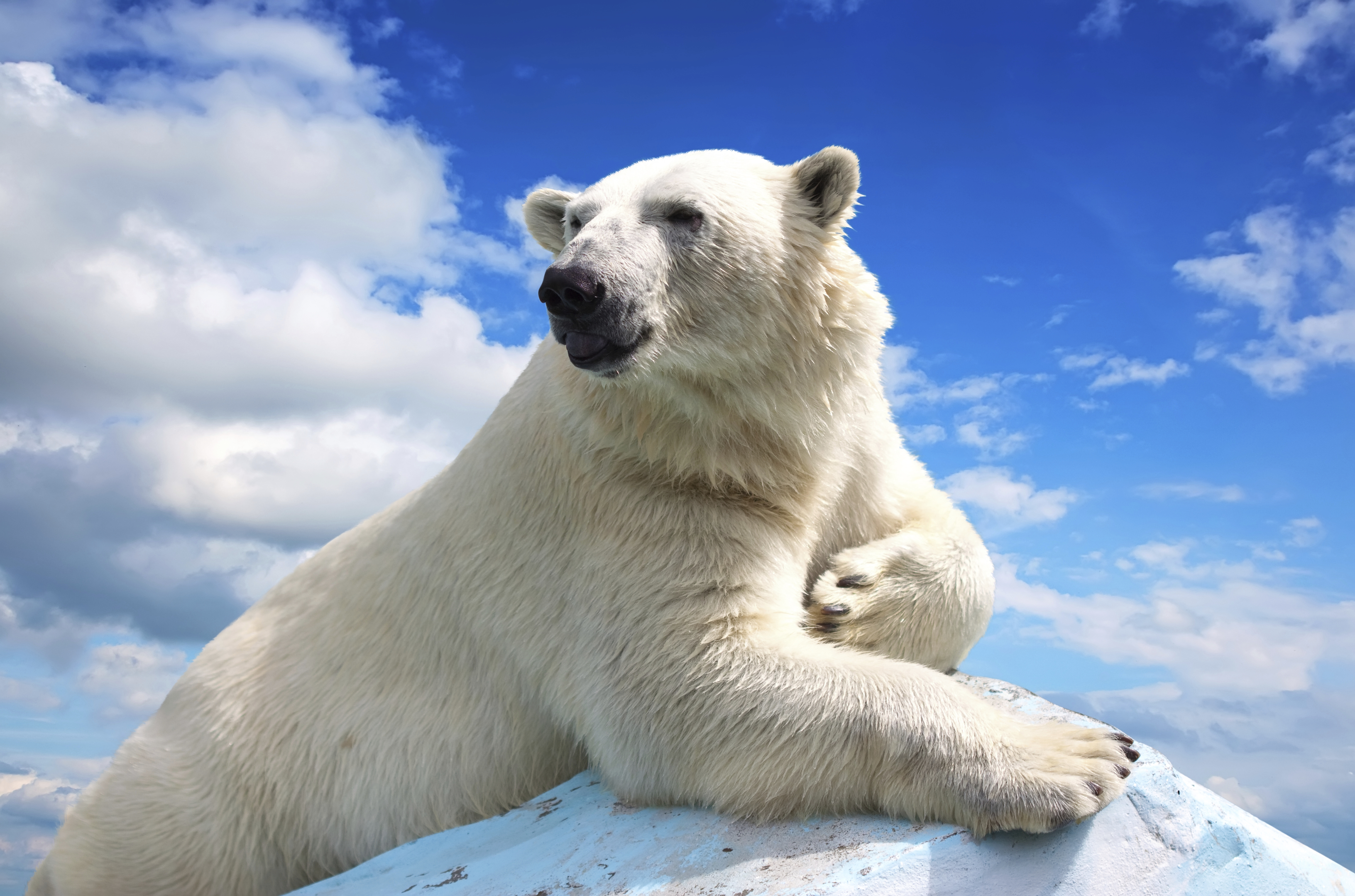 Polar bears are in peril (Iakov Filimonov)