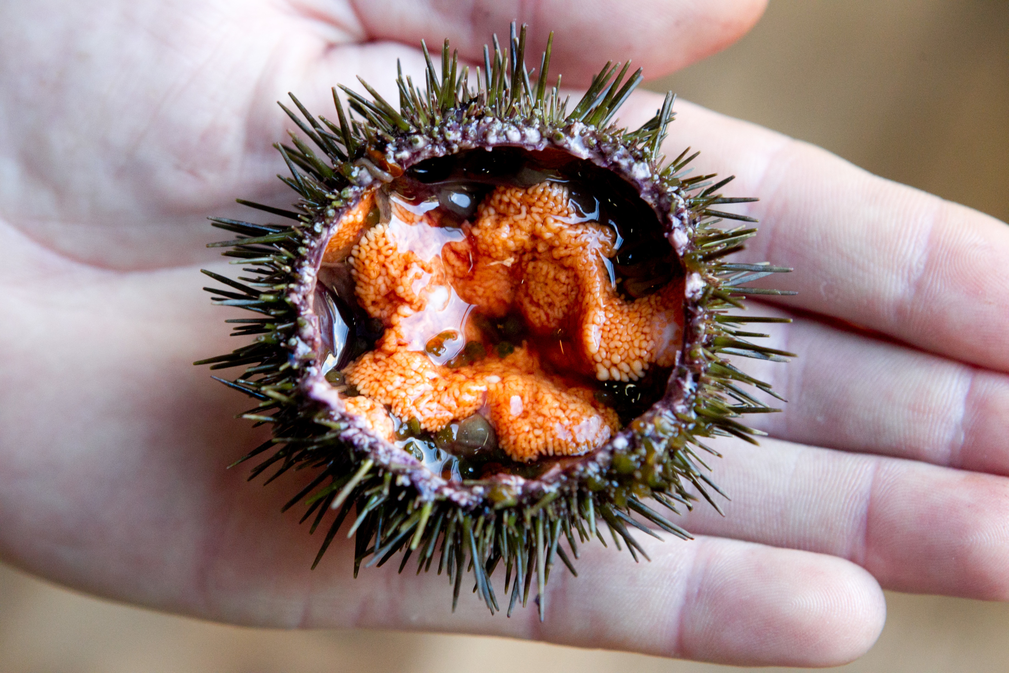 Roderick "Roddy" Sloan dives for sea urchins in Norway (Andrew Cawley/DC Thomson)