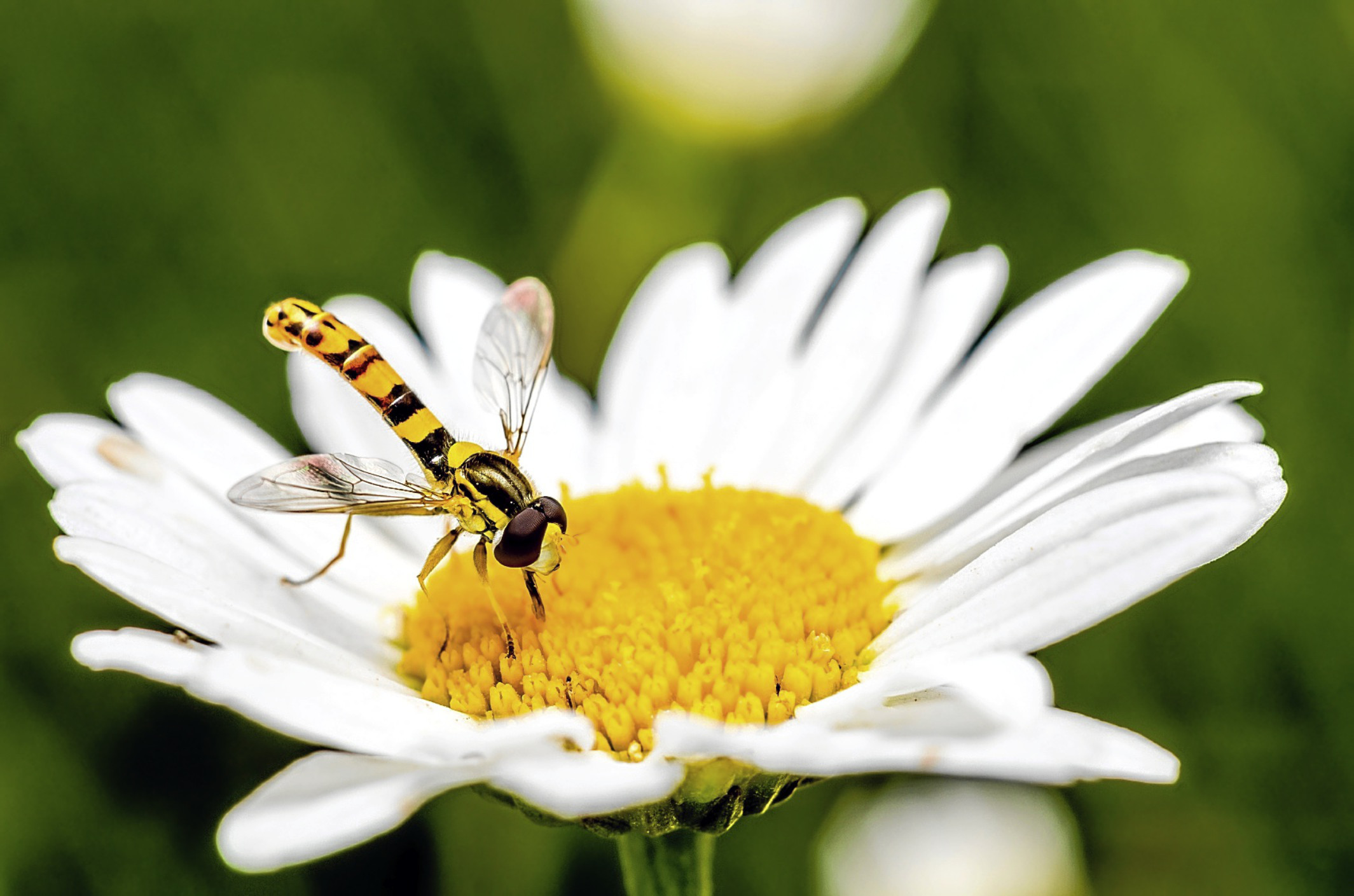 Hoverflies