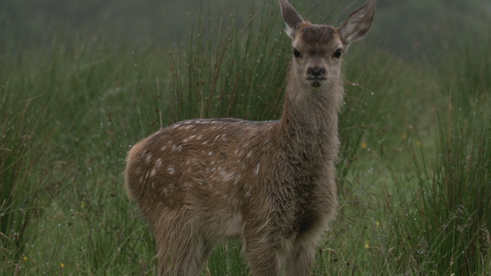 BBC series Wild Heart, narrated by Ewan McGregor (BBC)