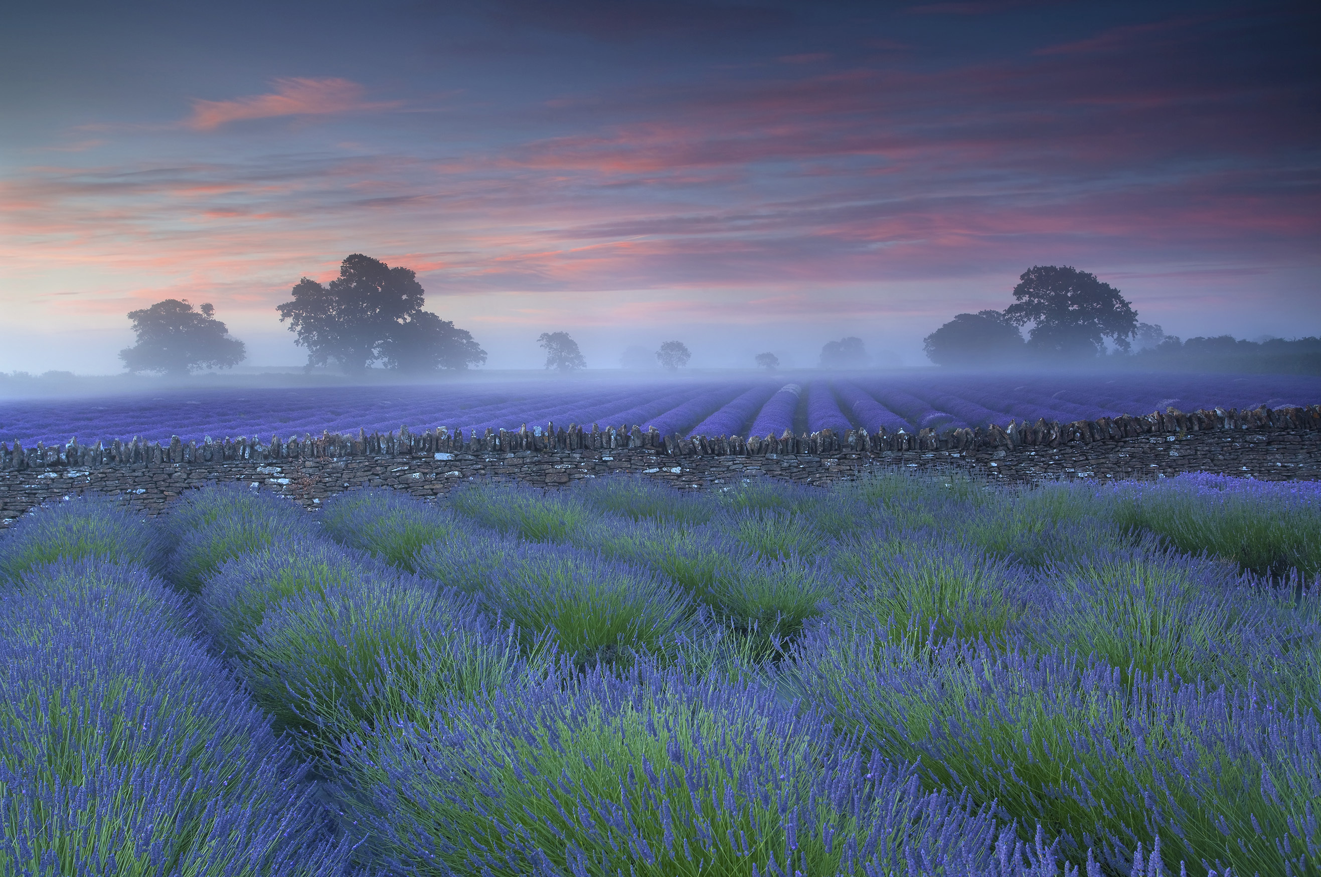 Lavender fields in Somerset (Antony Spencer)