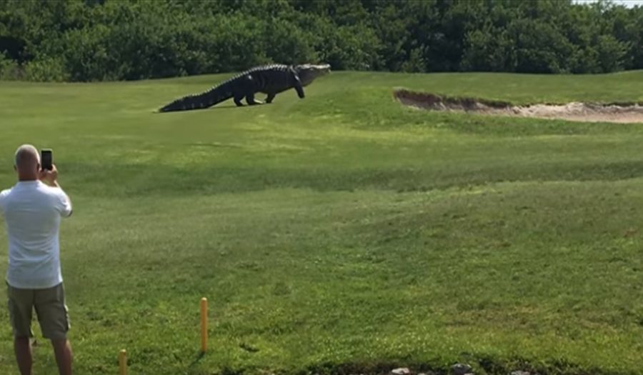 The giant gator (Charles Helms/Golf.com/ YouTube)