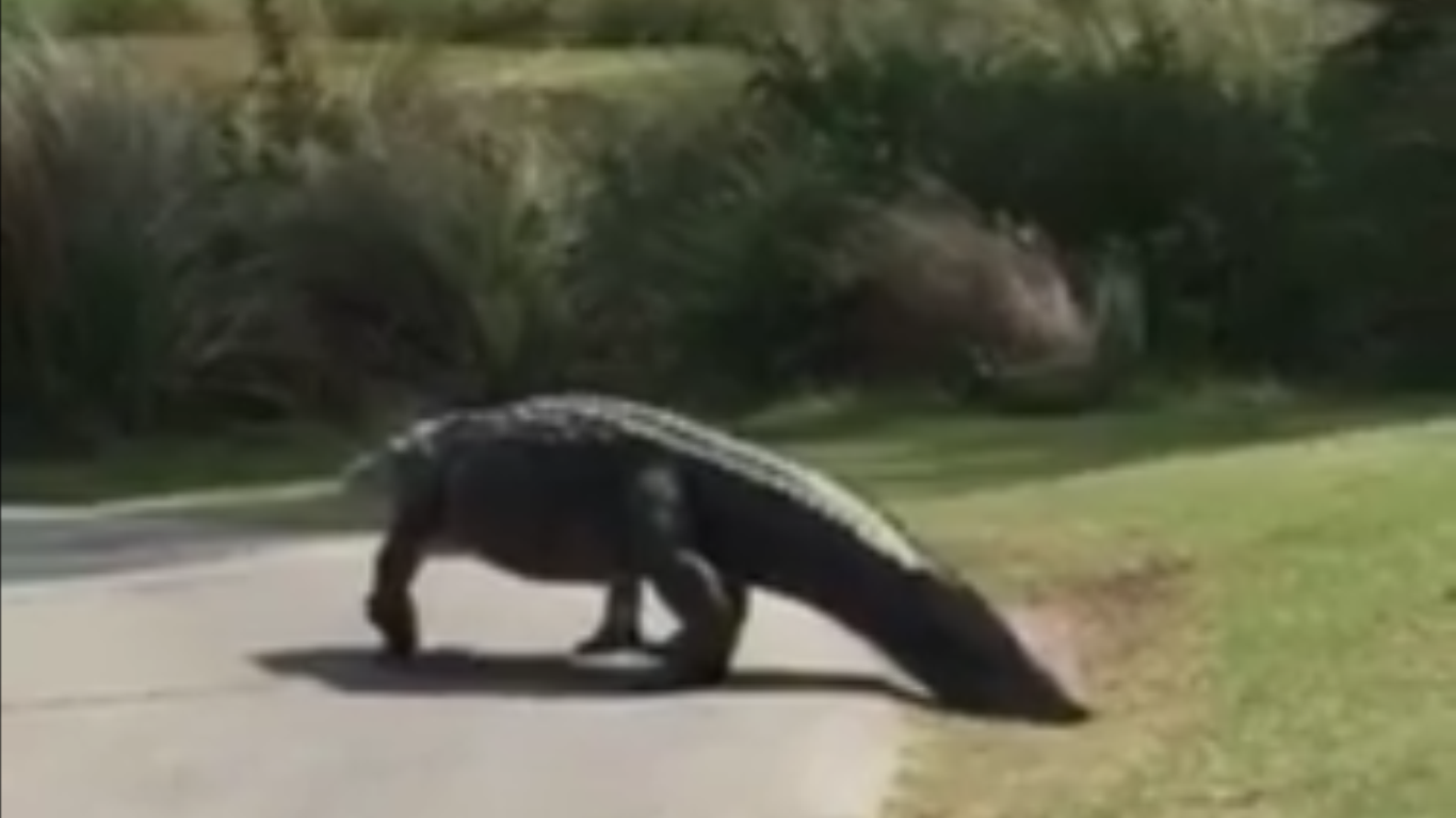 Footage has emerged of another alligator (PA)