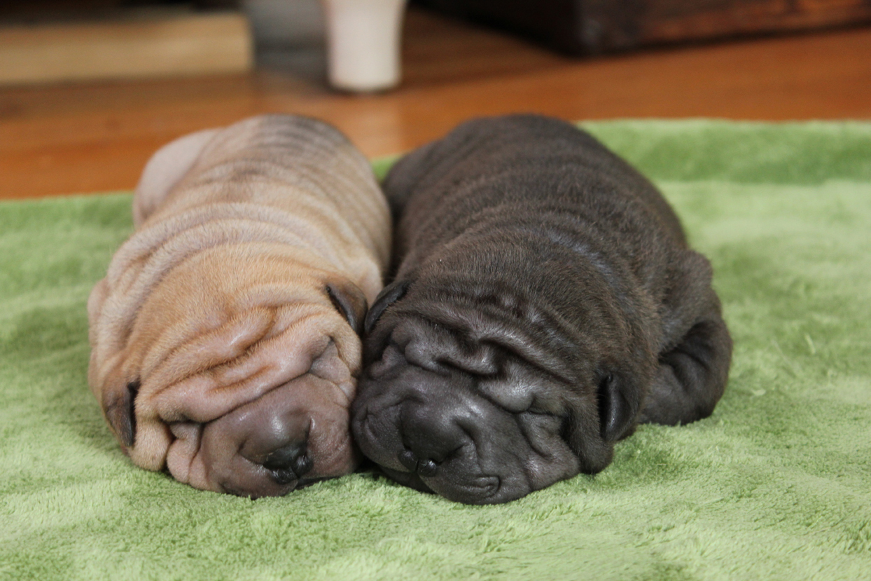 Two Shar-Pei pups snuggled together (Animal Planet)