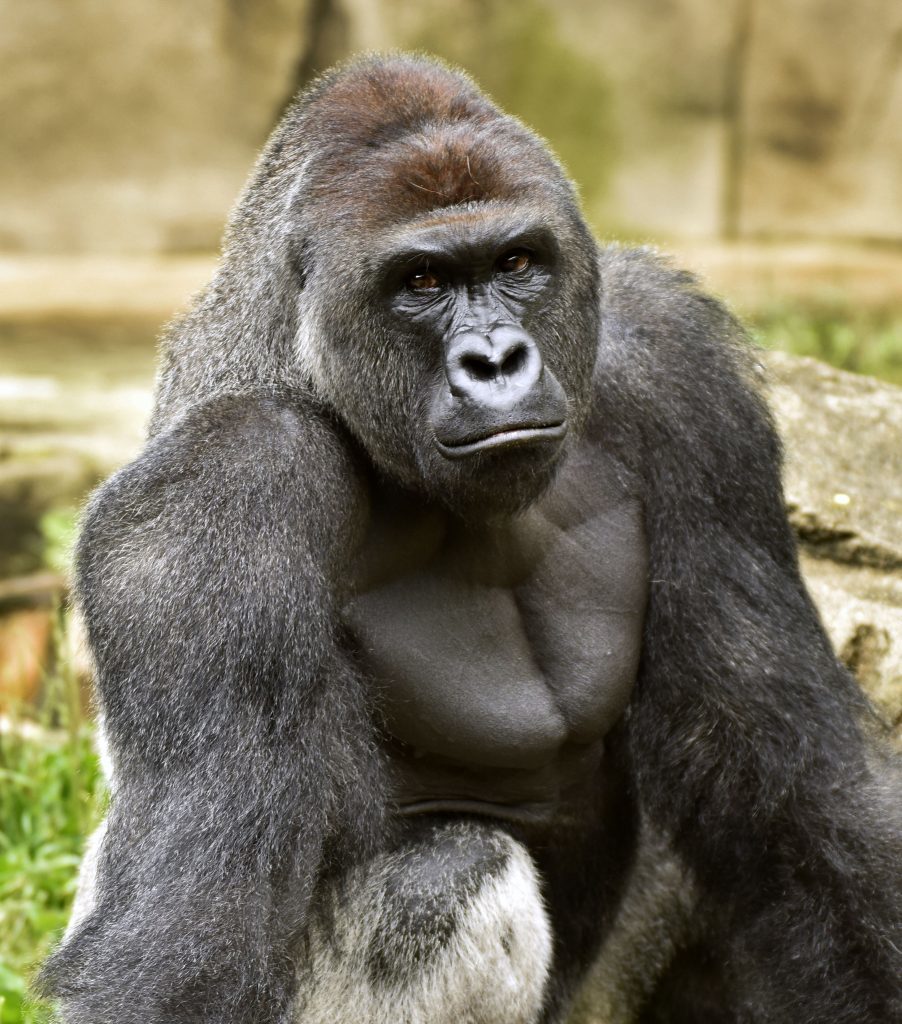 Harambe, a western lowland gorilla, was fatally shot to protect a 4-year-old boy who had entered its exhibit. (Jeff McCurry/Cincinnati Zoo)