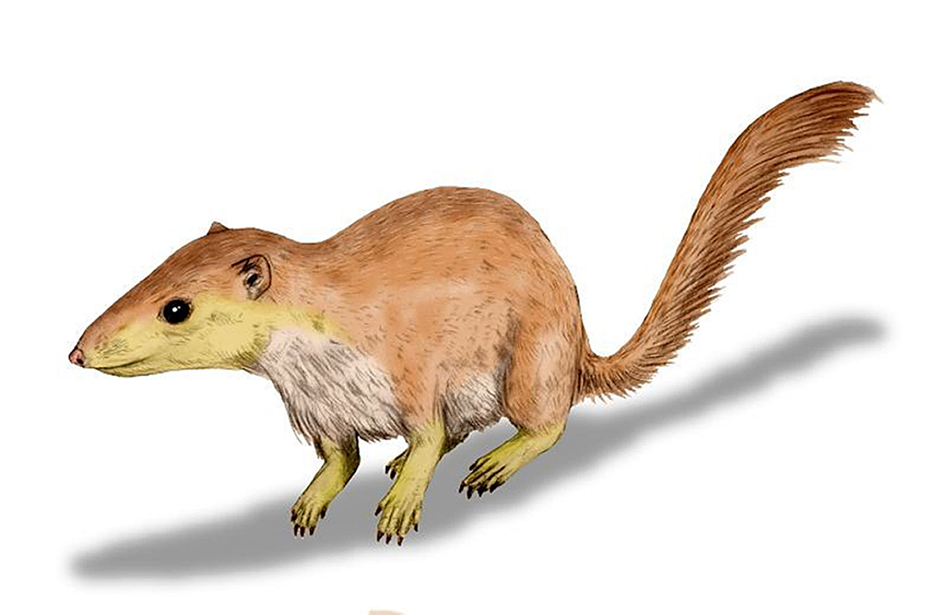 A reconstruction of early mammal Purgatorius unio (Nobu Tamura/University of Southampton/PA Wire)