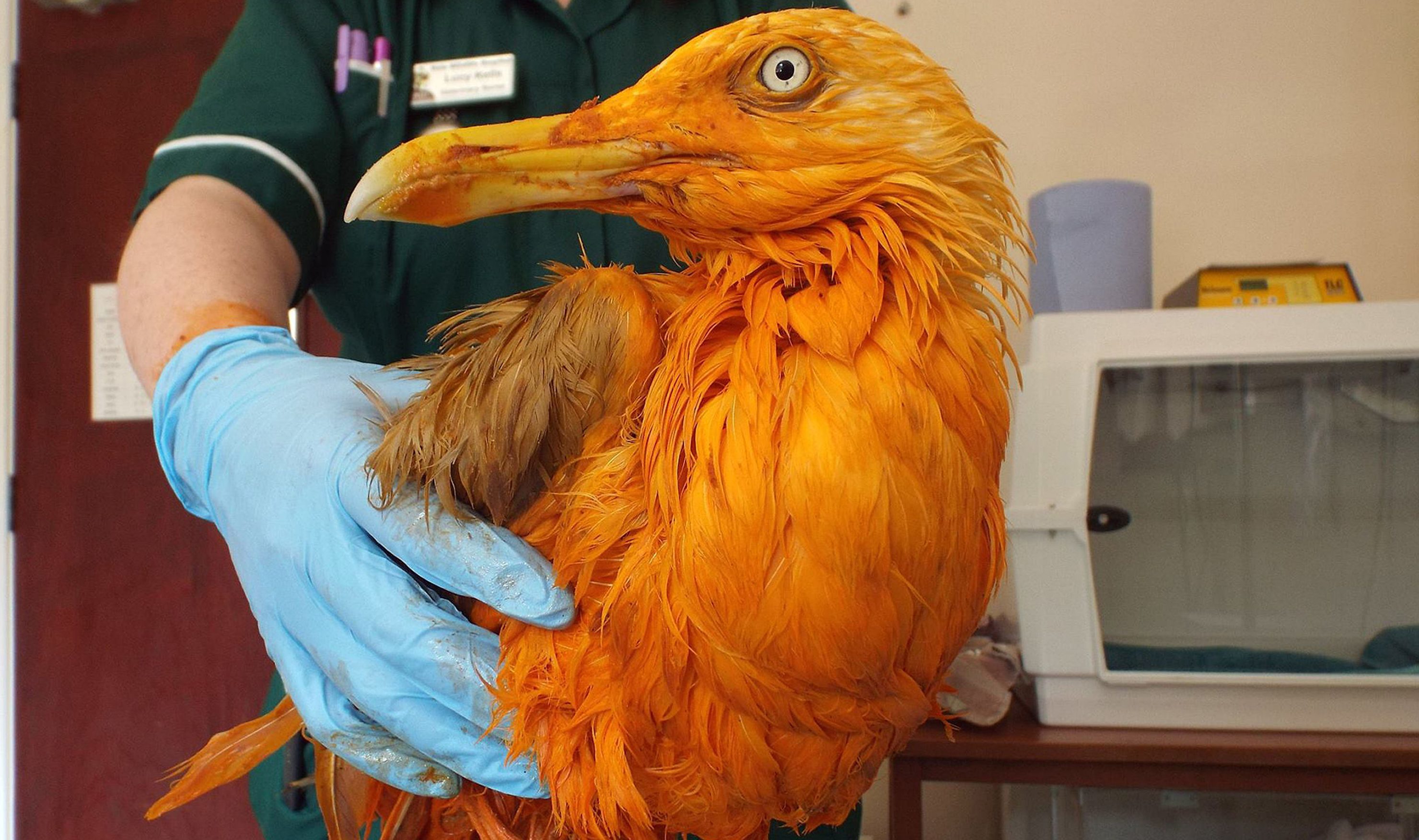 The bird fell in to a container while trying to scavenge a piece of meat from a food factory bin in Wales (Vale Wildlife Hospital/PA Wire)
