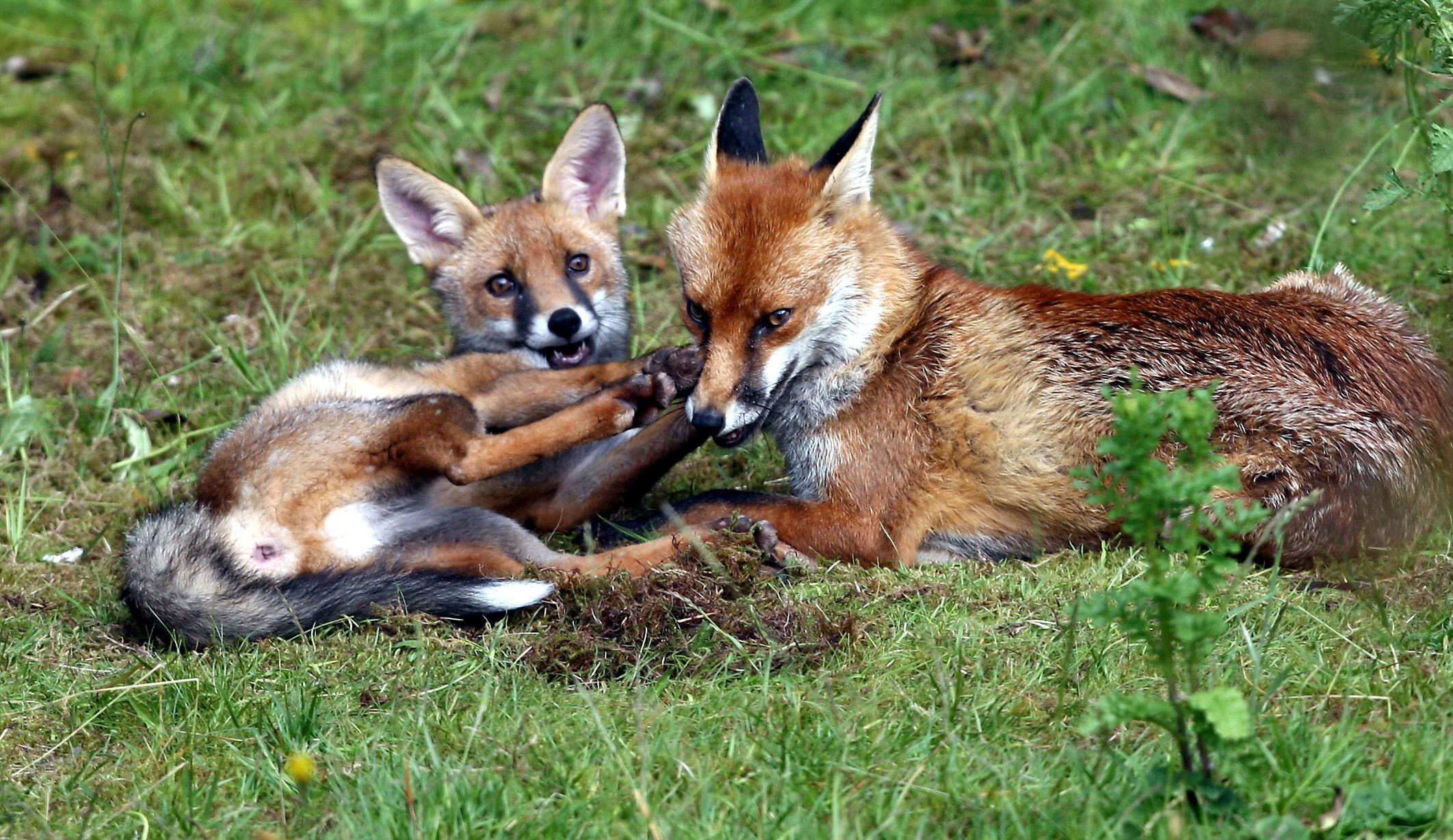 Urban foxes