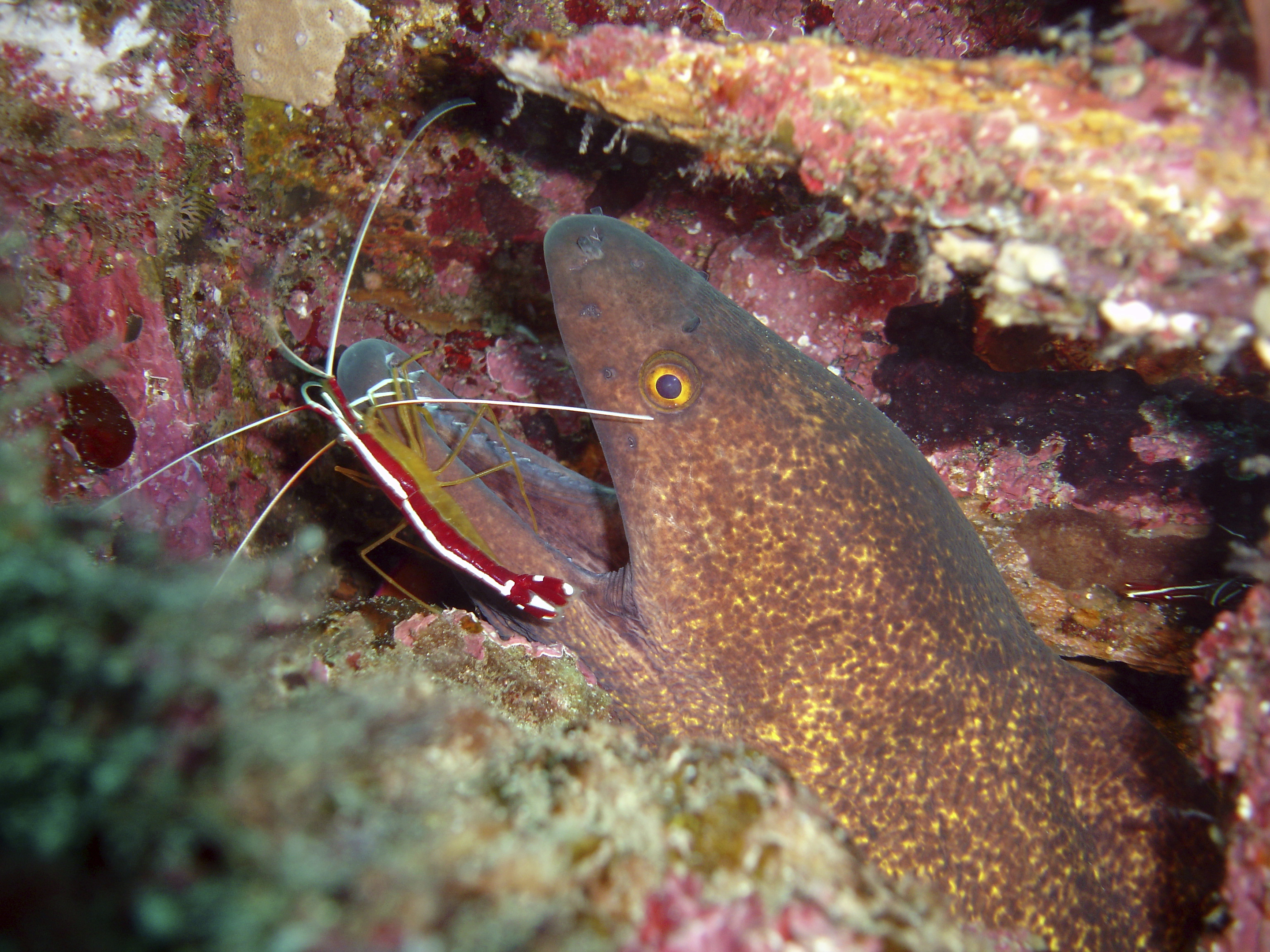 Cleaner fish (Daniel Gustvasson)