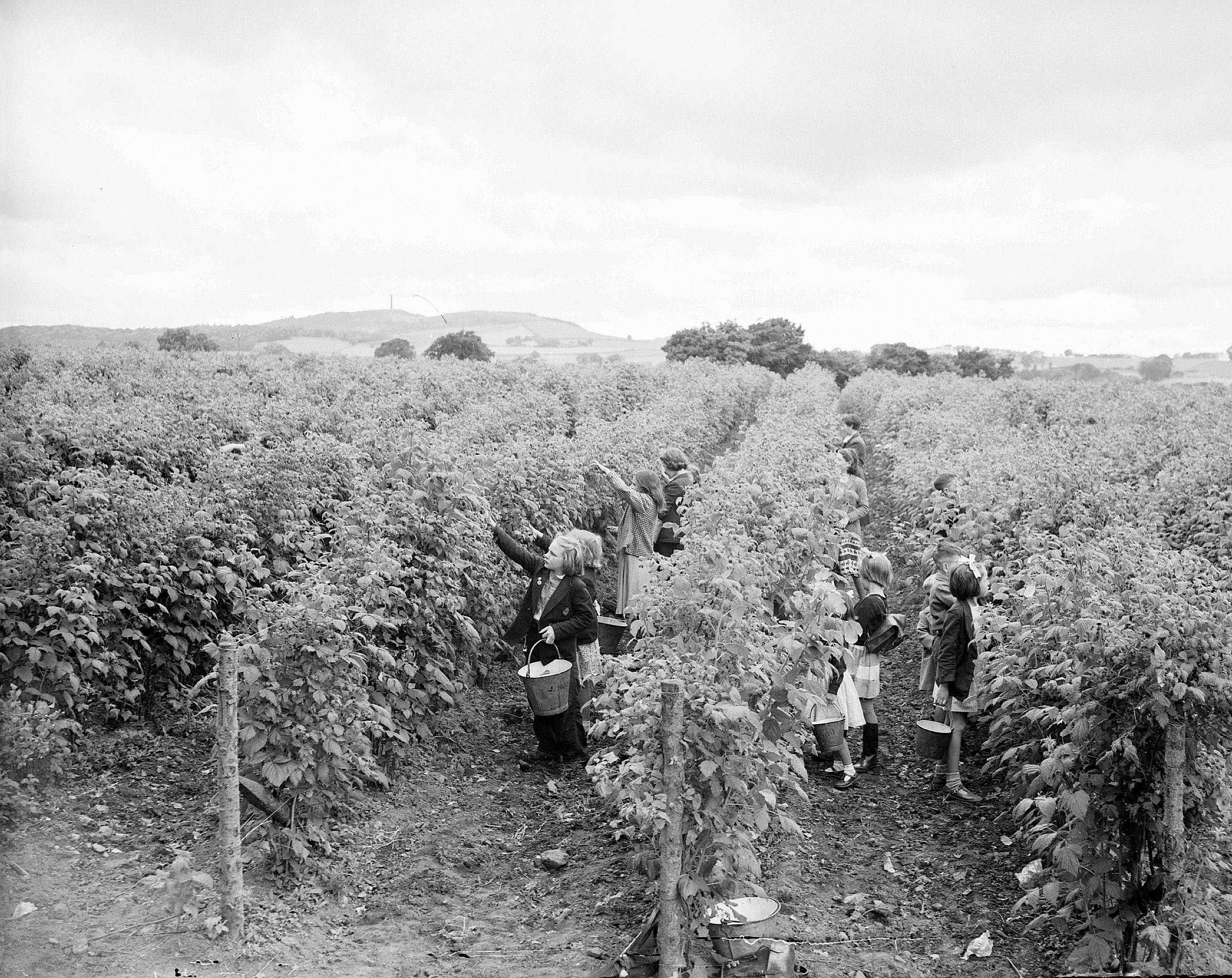 Children berry-picking at Gilliesfaulds Fruit Farm near Cupar, Edinburgh