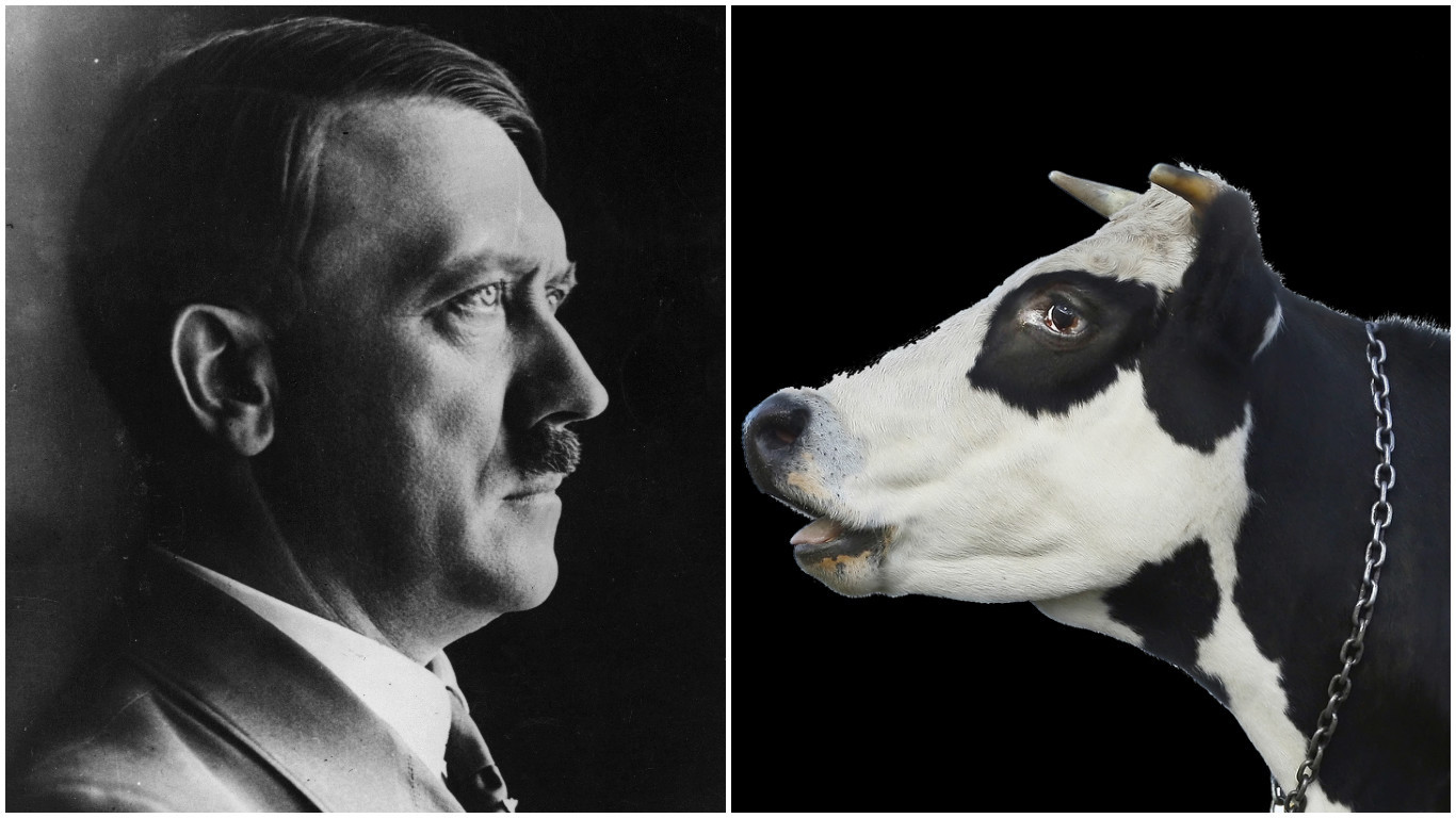 The Nazis bred 'supercows'