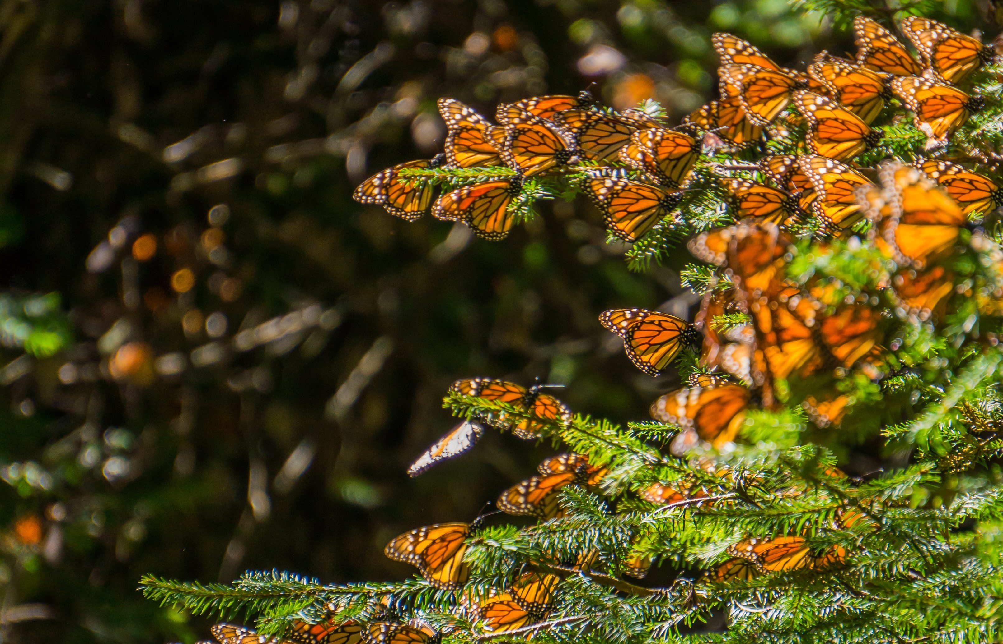 Monarch Butterflies in Michoacan, Mexico (Getty)
