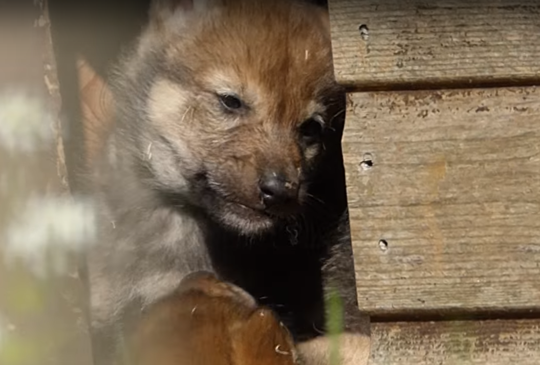 Camperdown Wildlife Centre's new wolf cubs were caught wrestling on camera by one of the keepers (Leisure & Culture Dundee / YouTube)