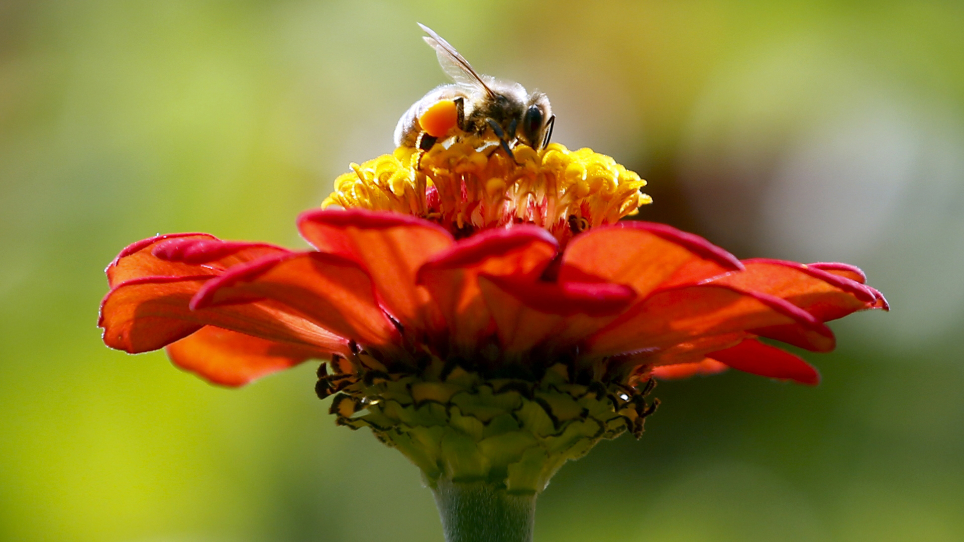 Honeybee (AP Photo/Mike Groll, File)