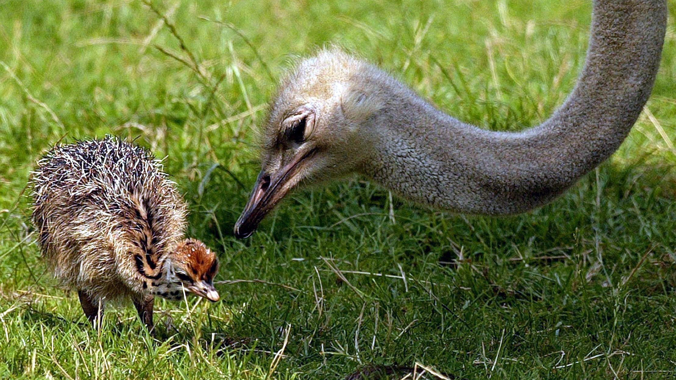 Ostrich on the loose in Ayrshire (PA)