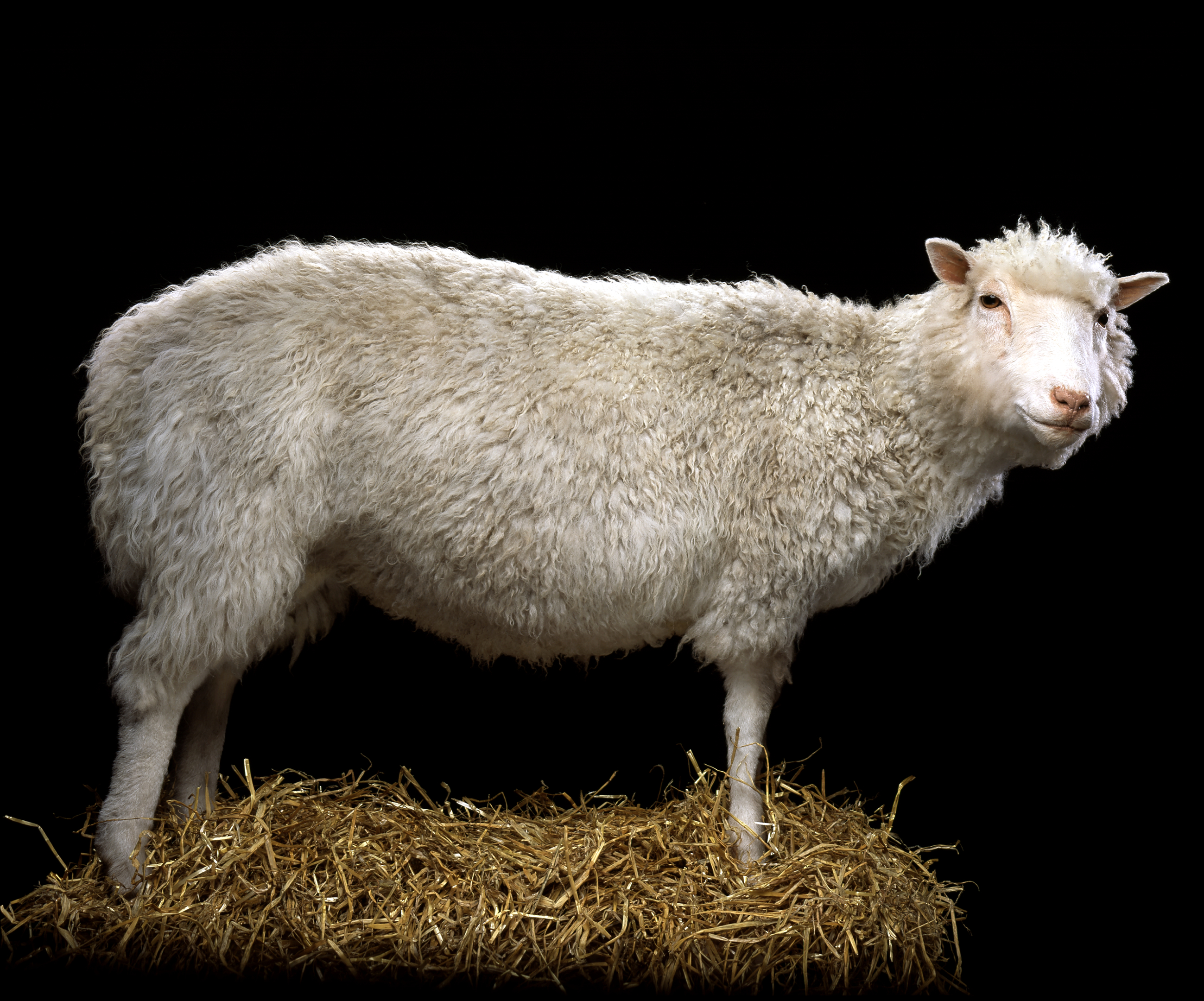 Dolly on display at the National Museum of Scotland