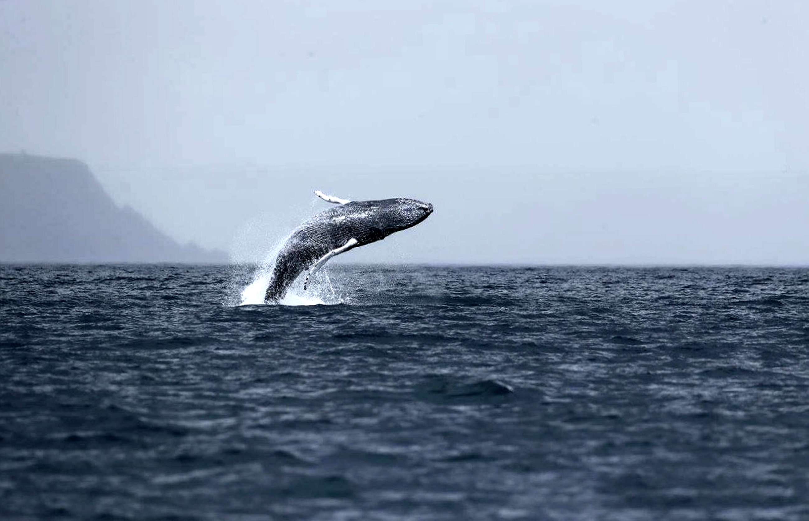 Humpback whales breaching near the Western Isles (Nick Davies / SWNS.com)