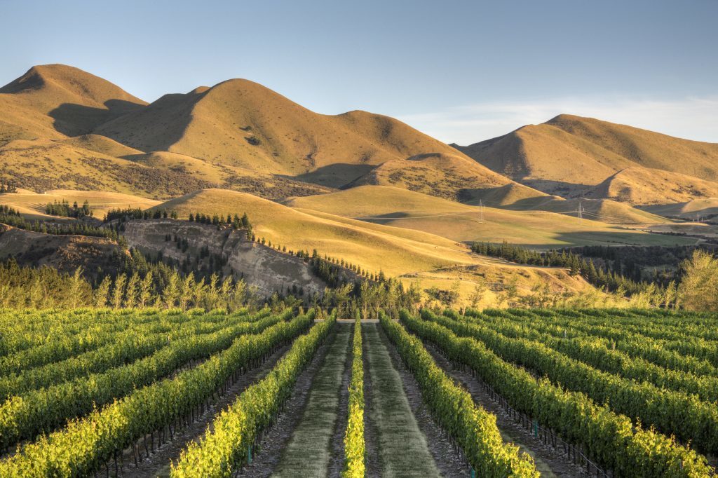 A vineyard near Waipara, in North Canterbury, New Zealand (Getty Images)