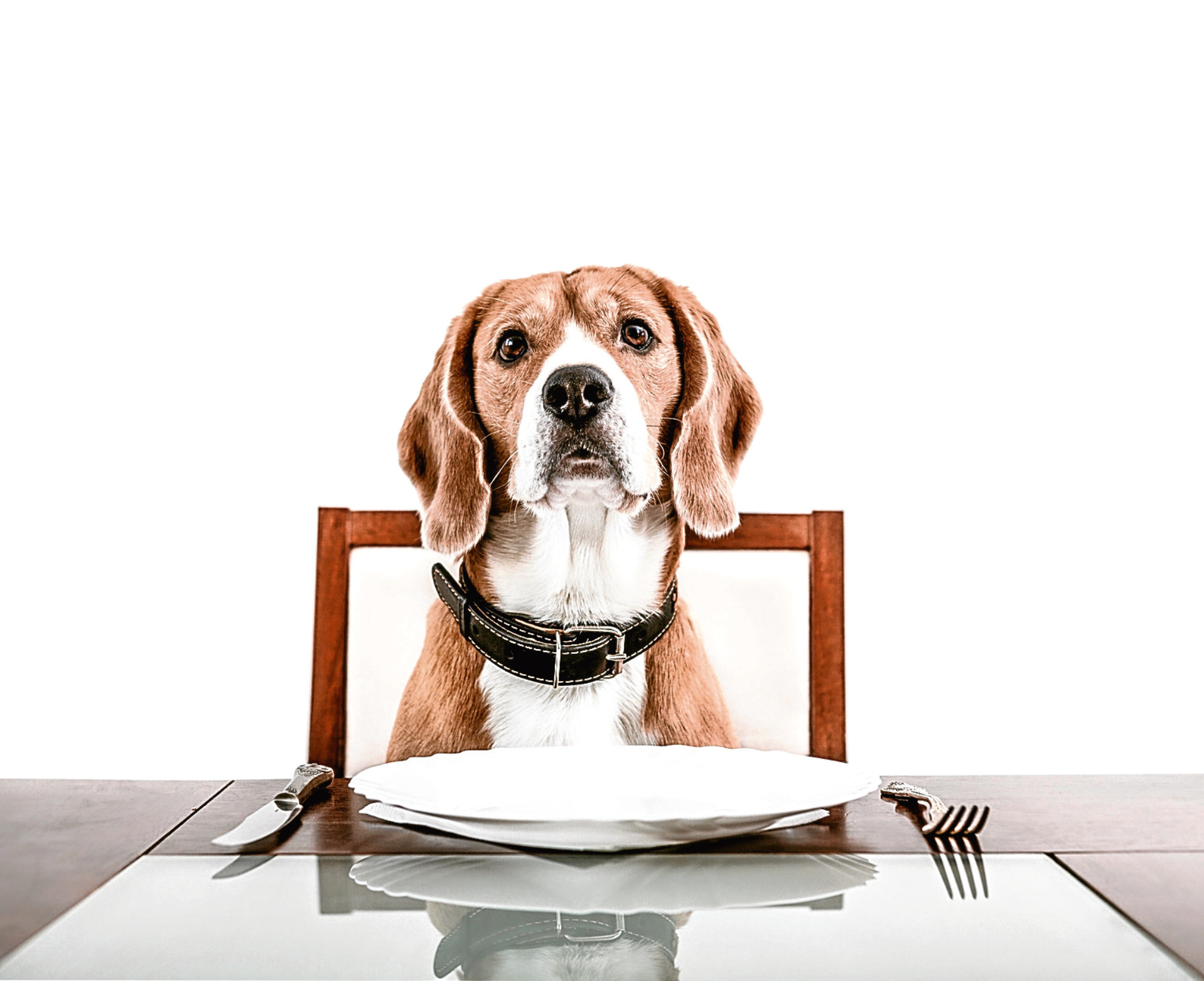 Dog's dinner (Getty Images)