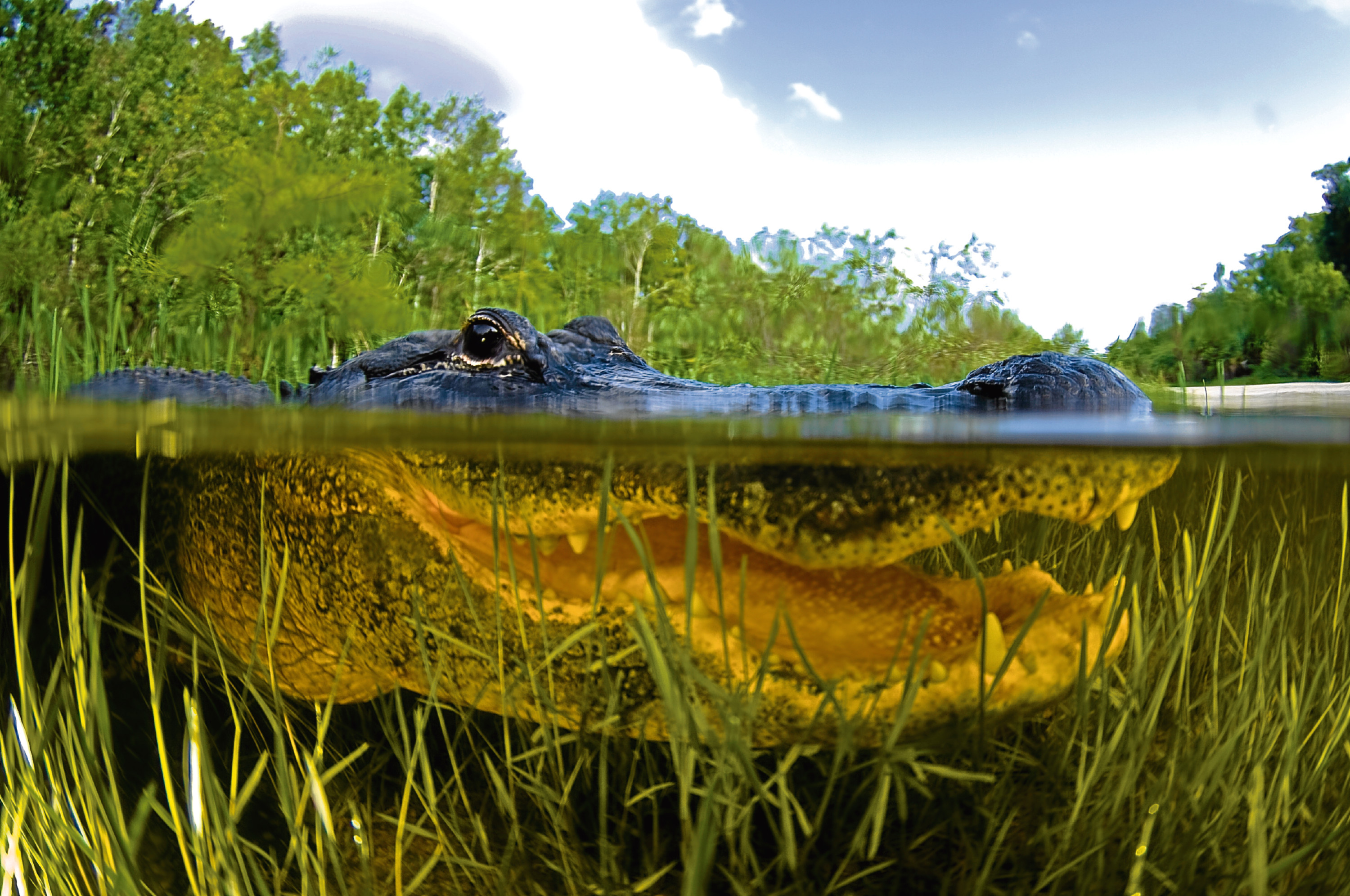 American Alligator (Getty Images)