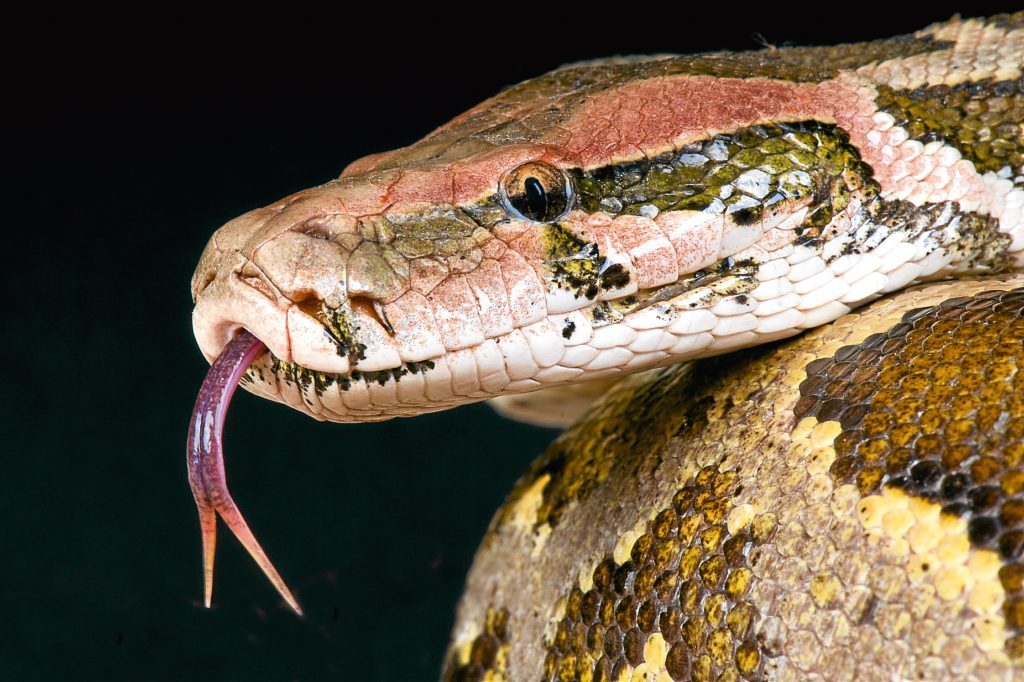 The Indian python (Getty Images)
