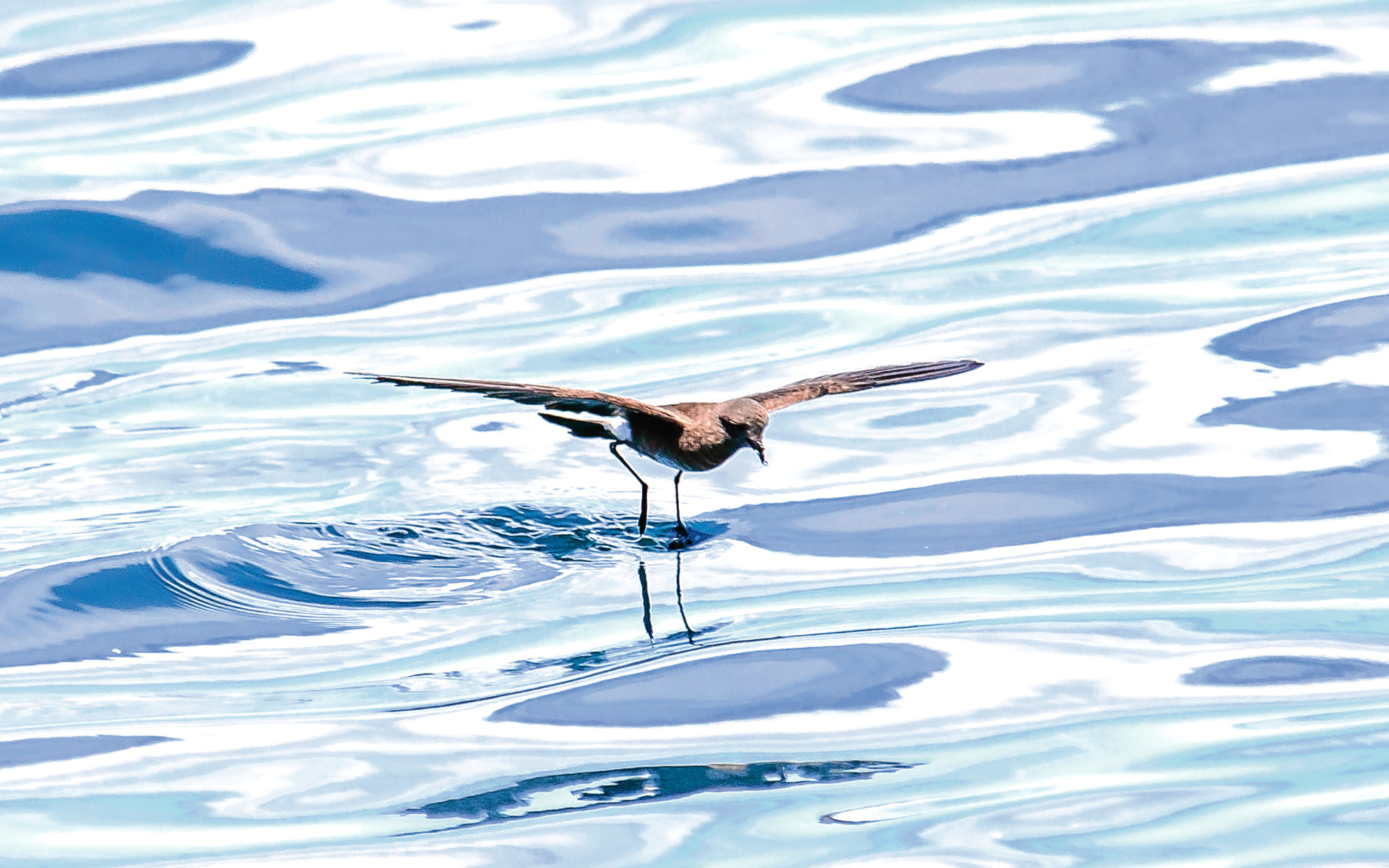 The storm petrel is a fascinating seabird (Getty Images)