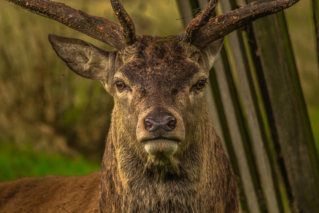 cairngorm-reindeer