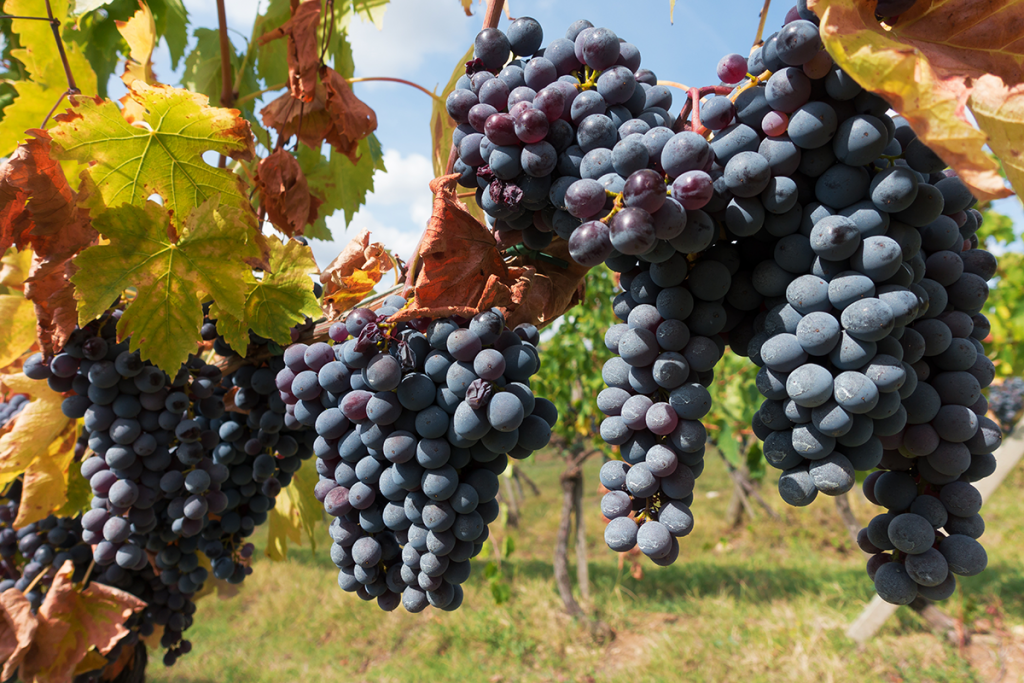 Chianti vineyard