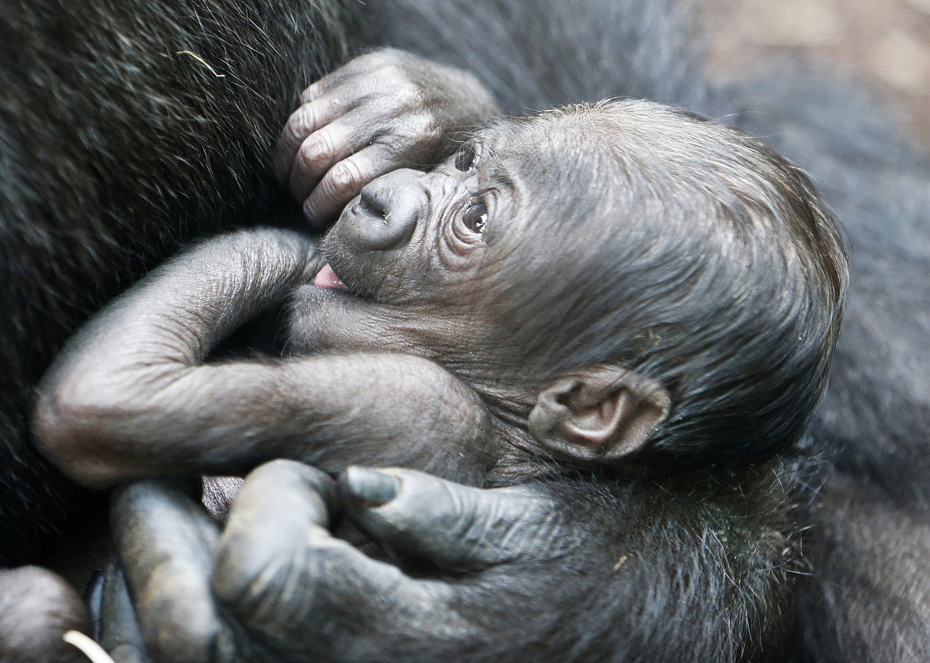The gorilla baby (AP Photo/Michael Probst)